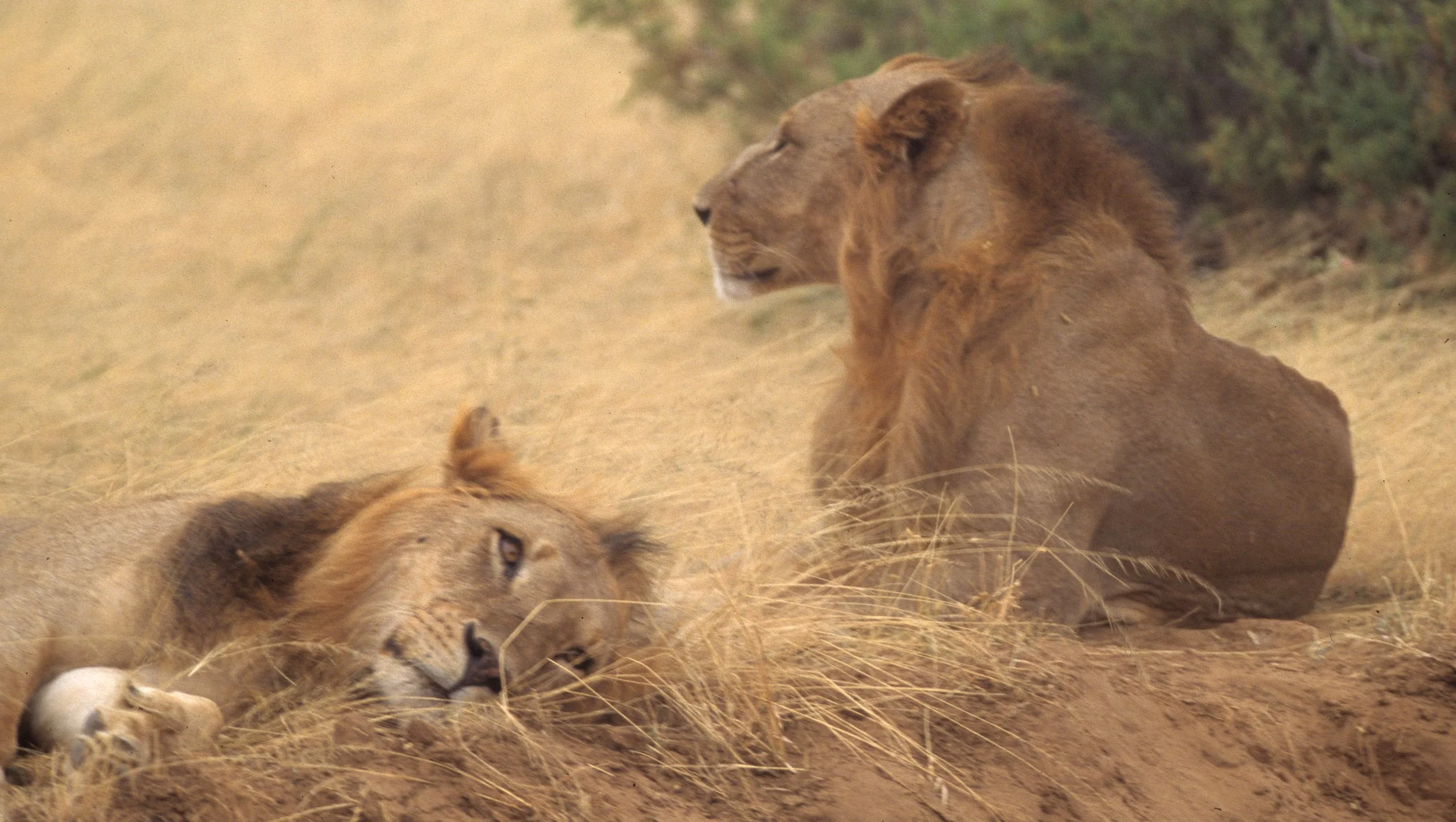 FELID - LION - SHABA (9).jpg