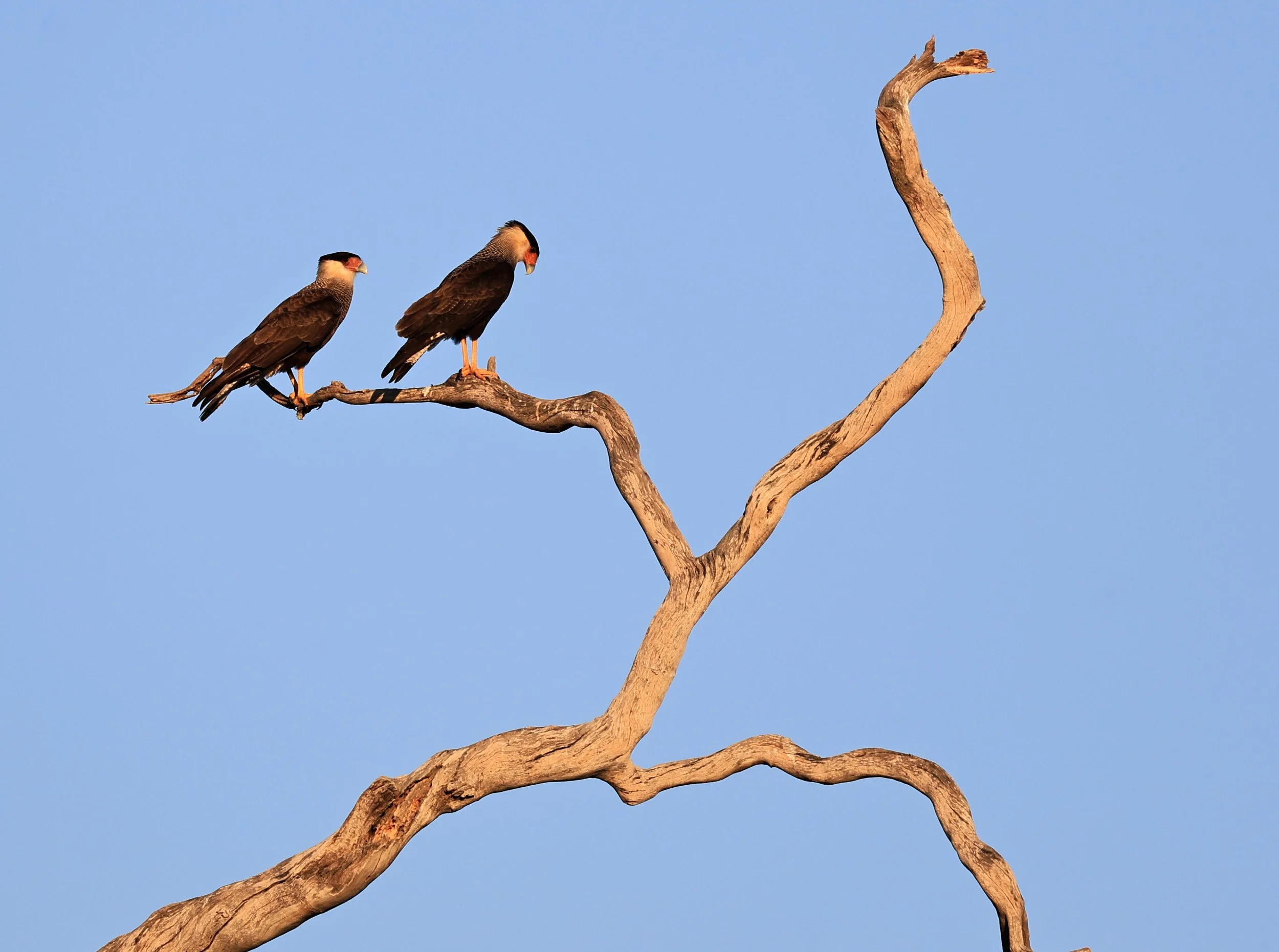 Crested Caracara (Caracara plancus) Agua Dulce Paraguay  (1).jpg
