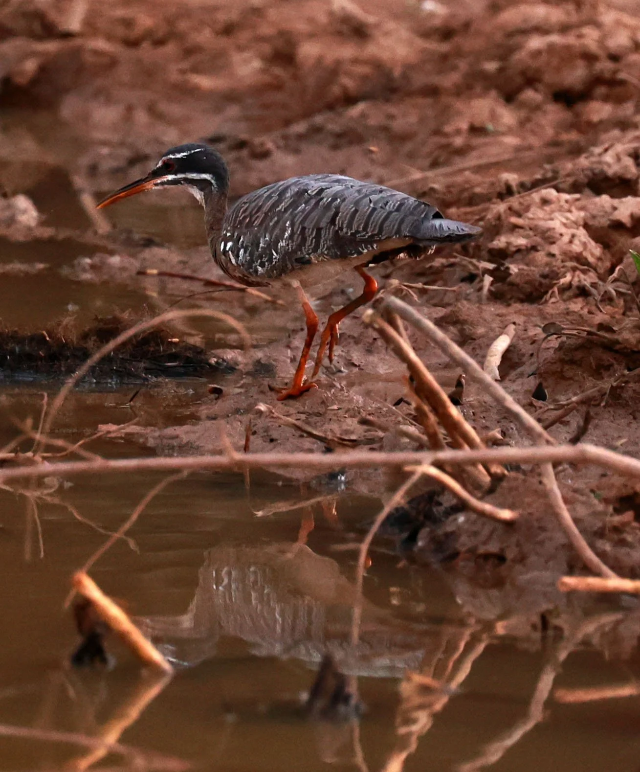 Sunbittern - Eurypyga helias - Pantanal, Pouso Alegre Lodge, Brazil (9).jpg