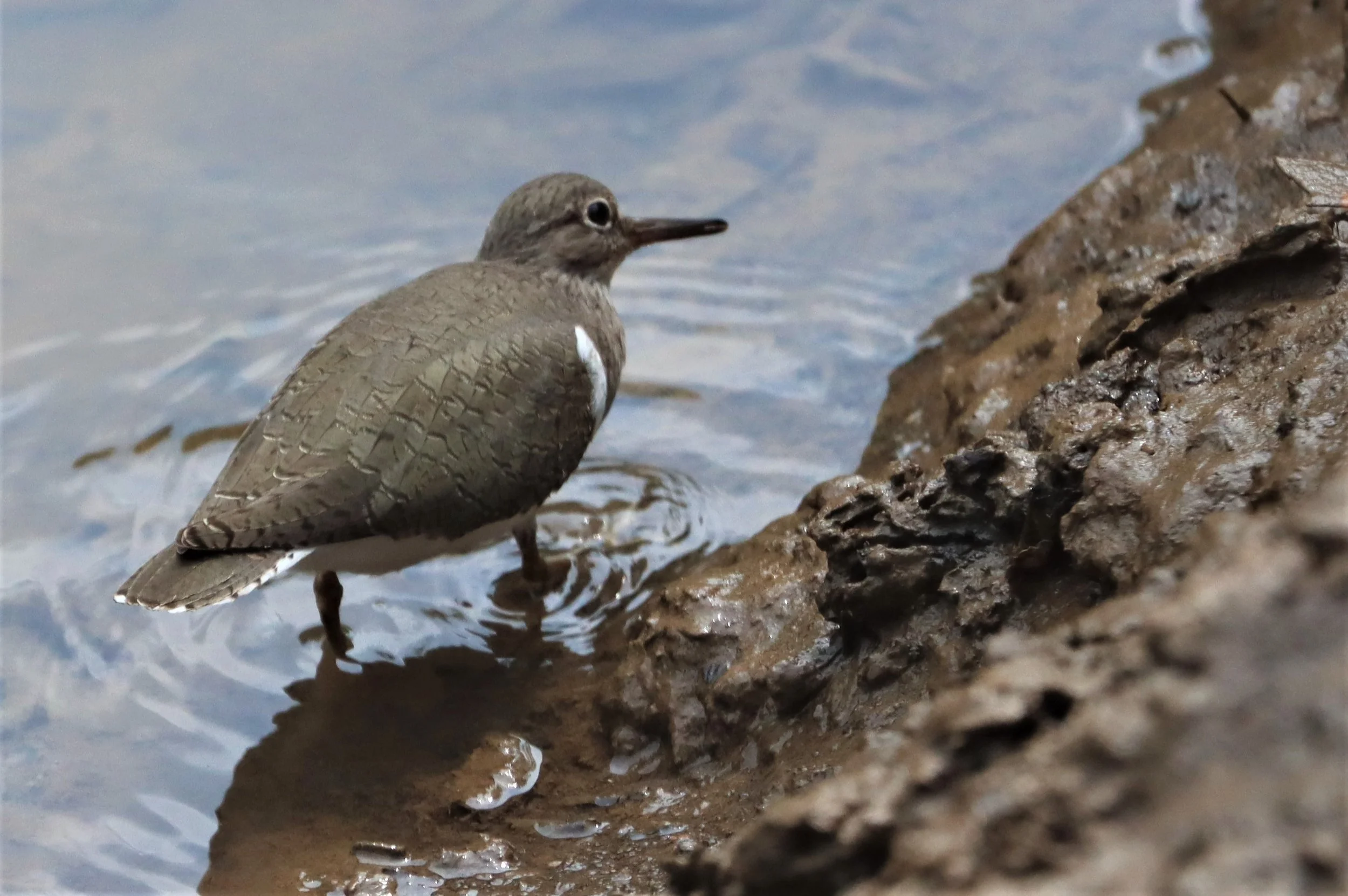 SANDPIPER - COMMON SANDPIPER - Actitus hypoleucos - AO PHANG NGA NATIONAL PARK (4).jpg