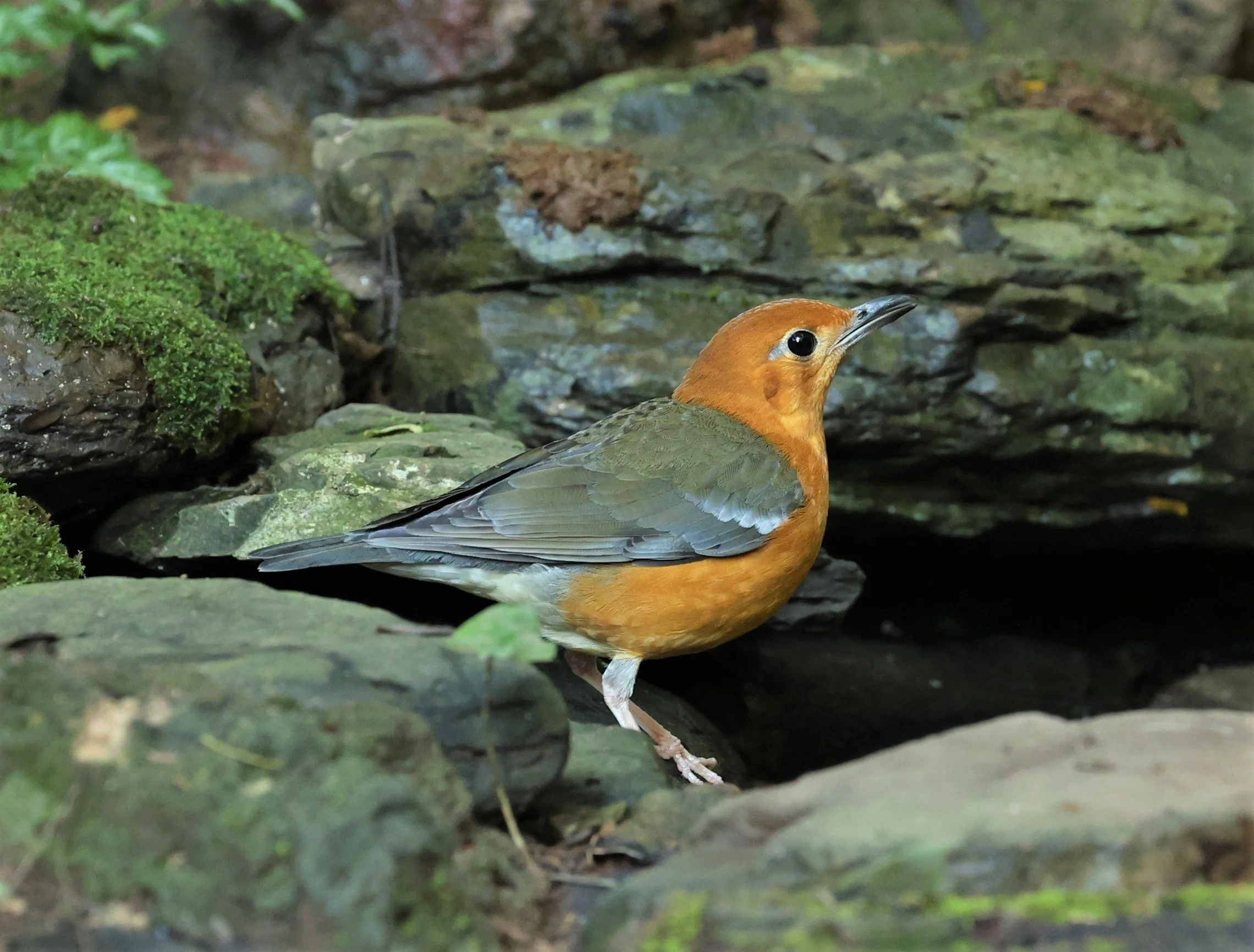 Orange-headed Thrush (Zoothera citrina) Nuy Hide Petchaburi near Kaeng Krachan NP (20).jpg