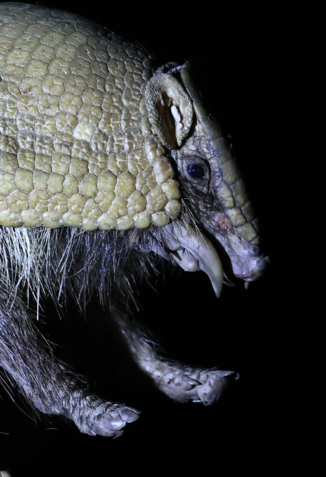 Southern Three-banded Armadillo (Tolypeutes matacus) - my first one!