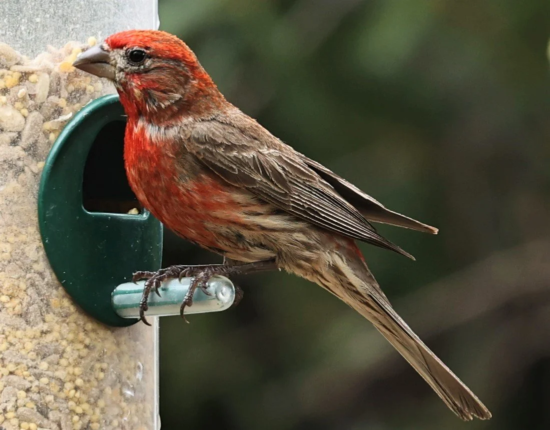 House Finch (Haemorhous mexicanus) Ash Canyon Arizona (2).jpg