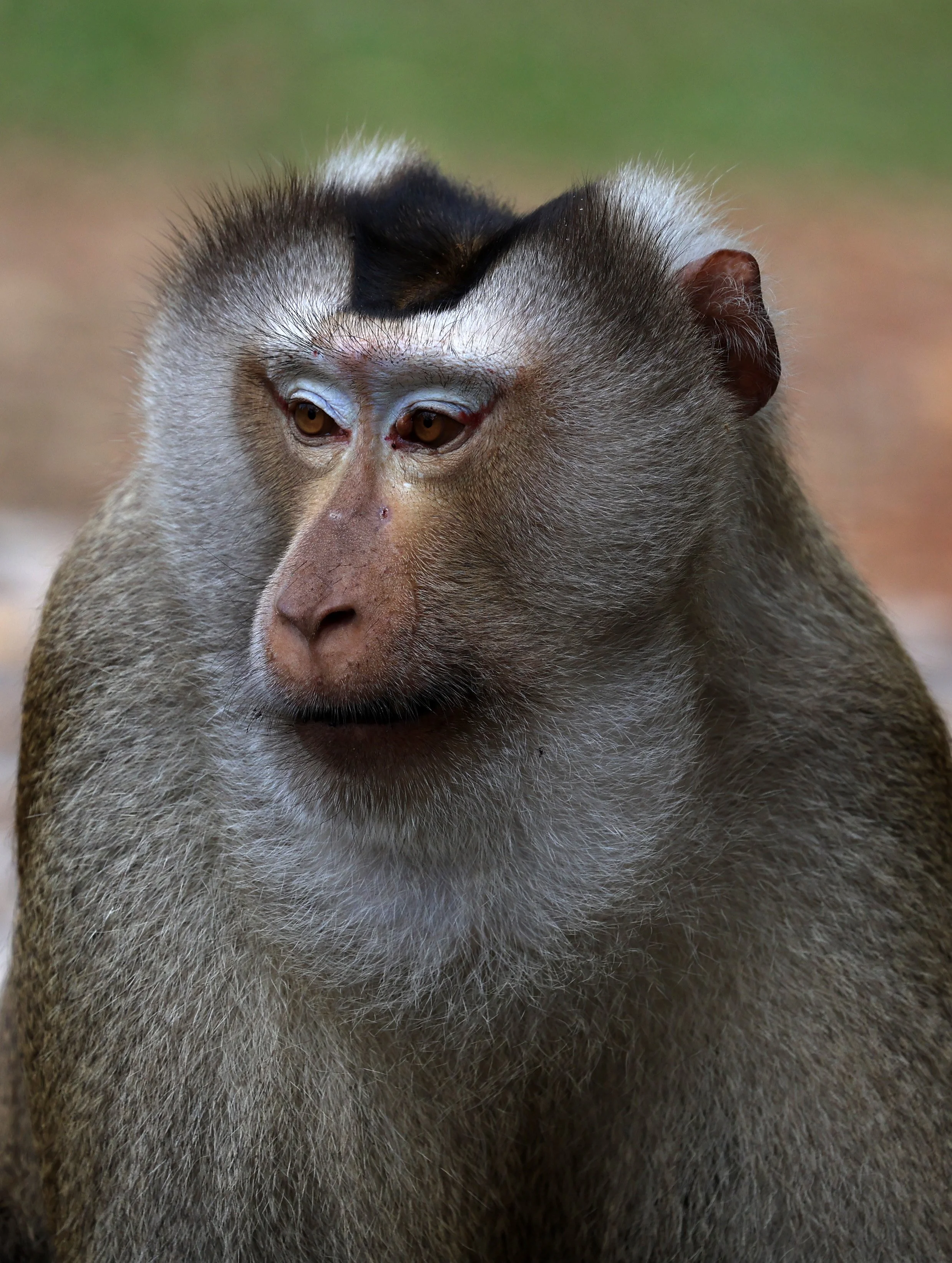 Northern Pig-tailed Macaque (Macaca leonina) Khao Yai National Park Feb 2026 Day 3 (29).jpg