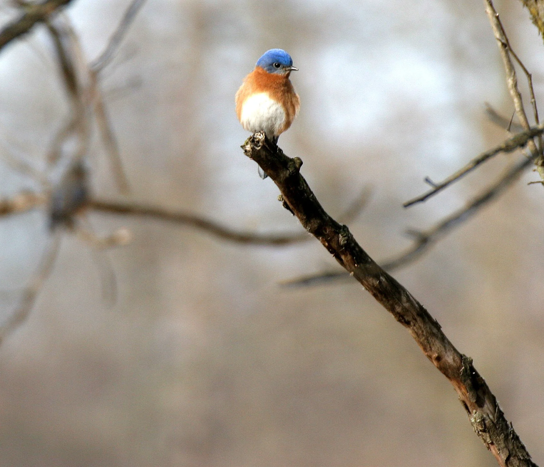 Eastern Bluebird (Sialia sialis) Lincoln Marsh Wheaton Illinois (7).JPG