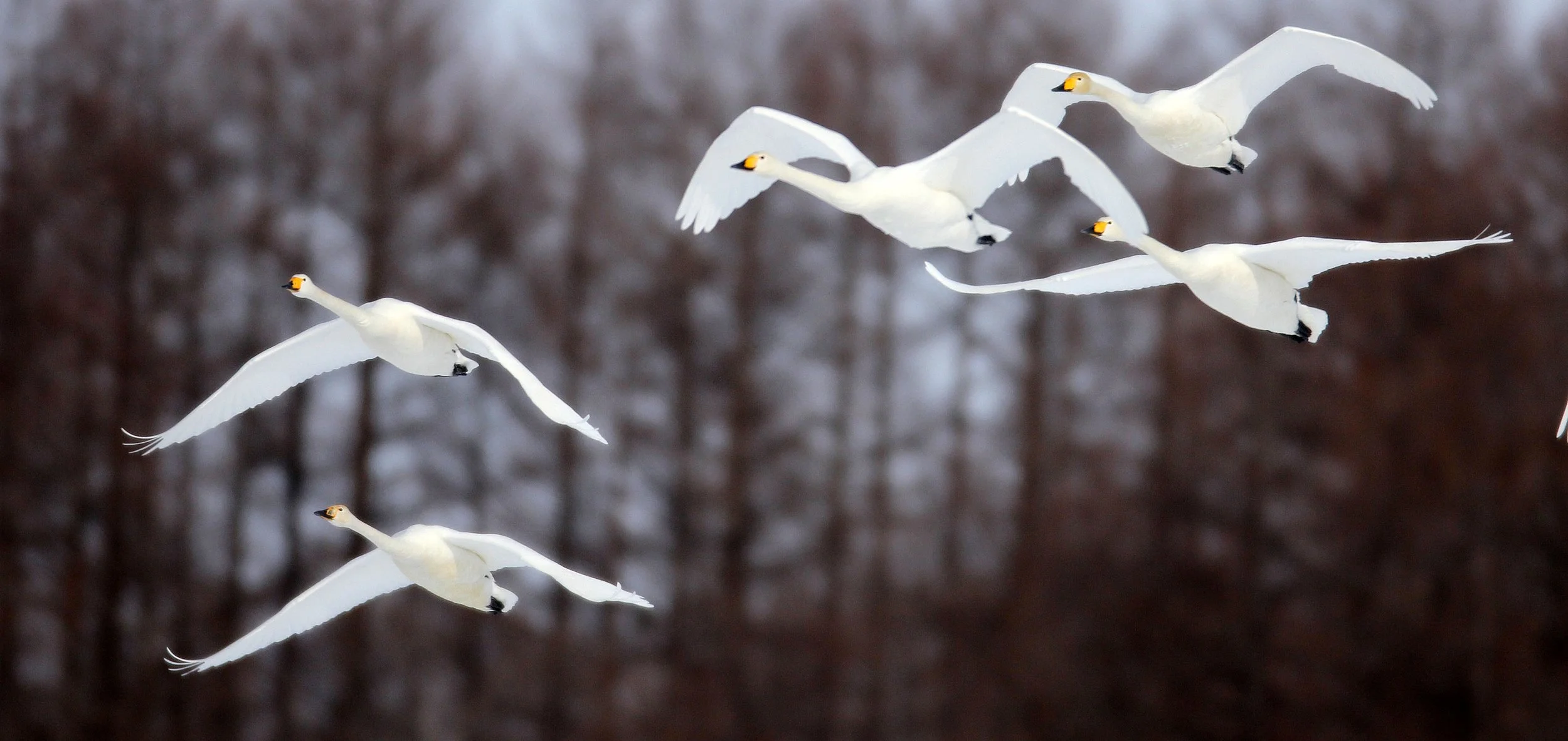 SWAN - WHOOPER SWAN - Cygnus cygnus - AKAN INTERNATIONAL CRANE CENTER - HOKKAIDO JAPAN (36).JPG