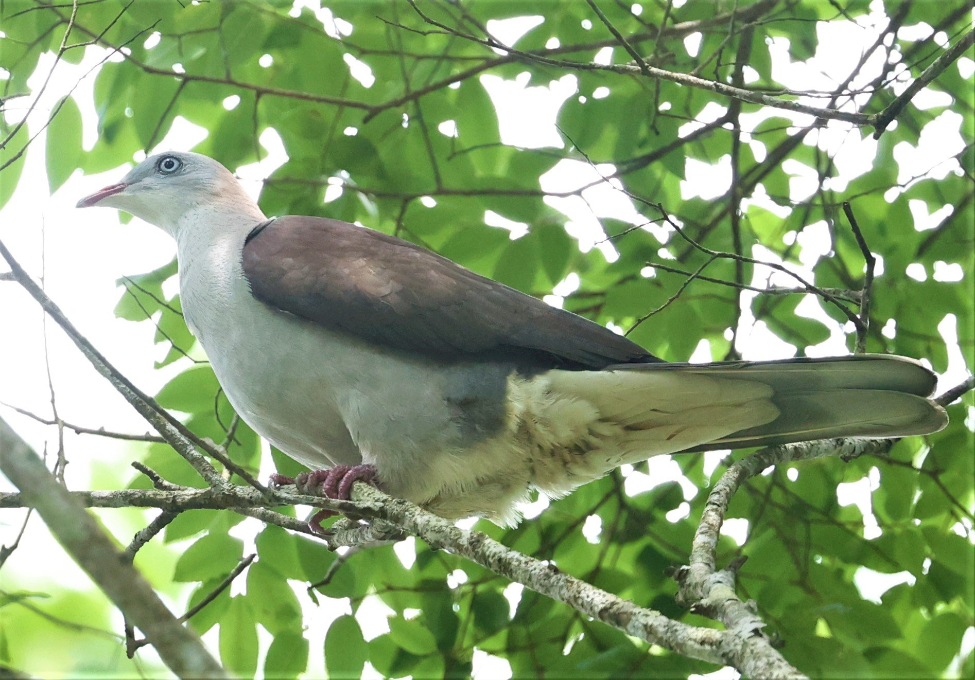 Mountain Imperial-Pigeon (Ducula badia) KhaoYai NP Thailand (9).jpg