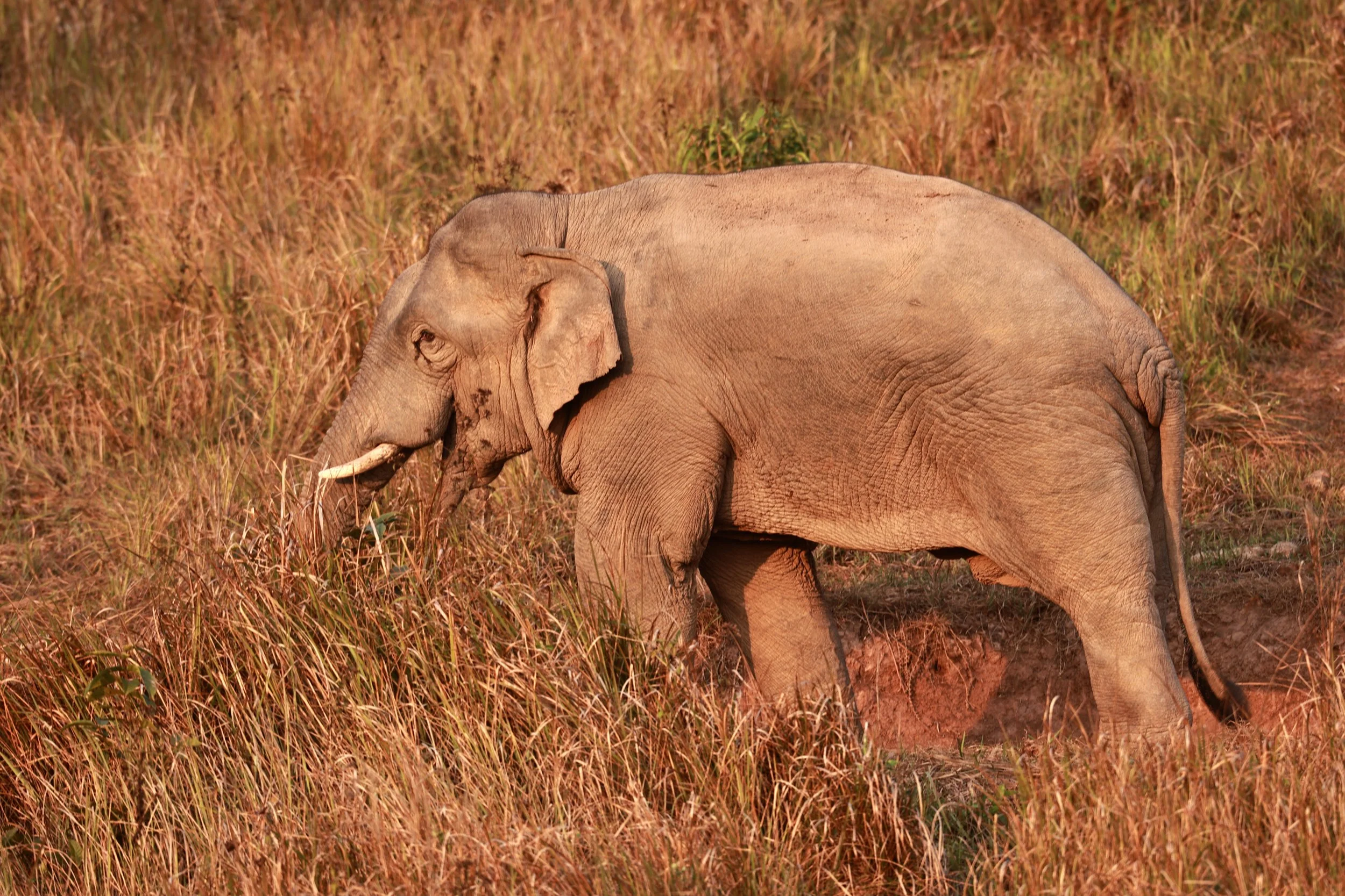 Asian Elephant (Elephas maximus) Khao Yai National Park, Thailand (71).jpg