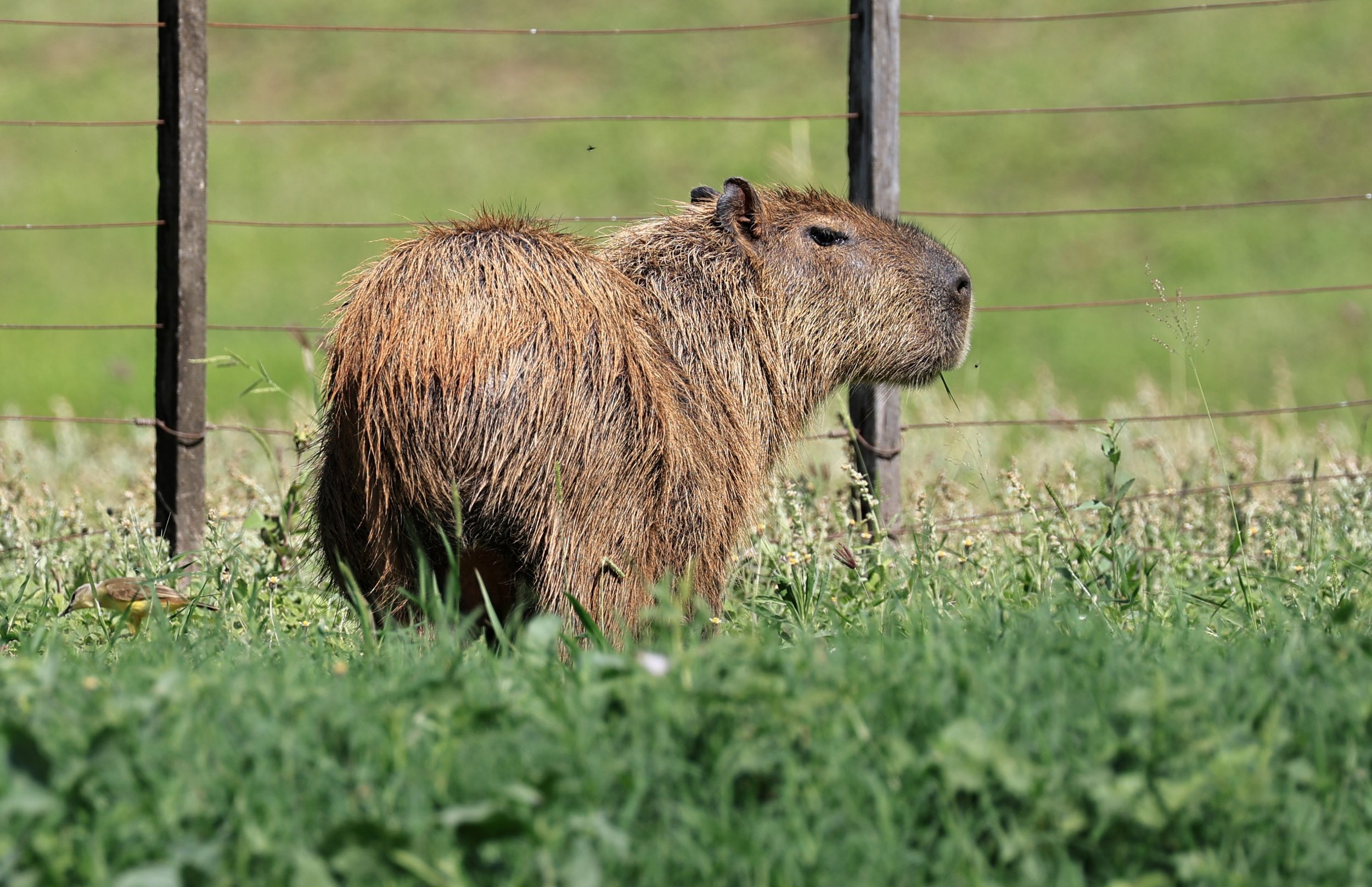 Capybara (Hydrochoerus hydrochaeris) Loma Plata Paraguay - Brunnen Strasse (32).jpg