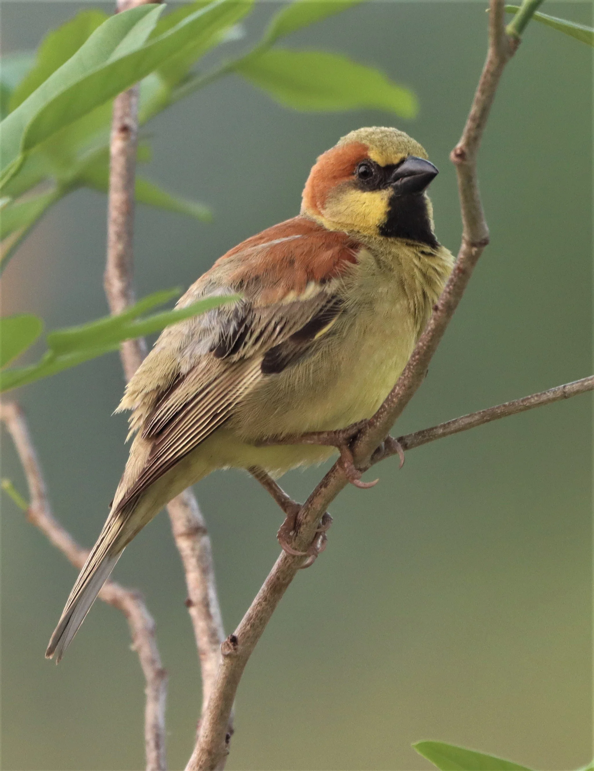 Plain-backed Sparrow (Passer flaveolus) Kabin Buri Wetlands Thailand (17).jpg