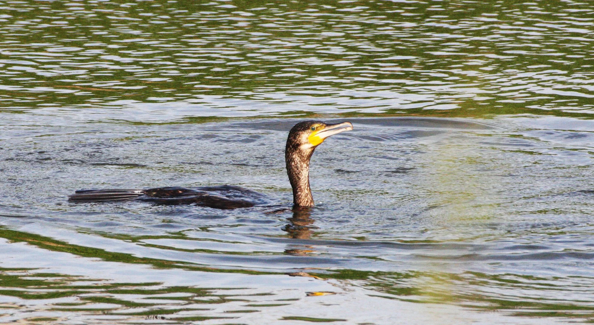 Phalacrocorax carbo - Great Cormorant - Kyoto Japan (1).JPG