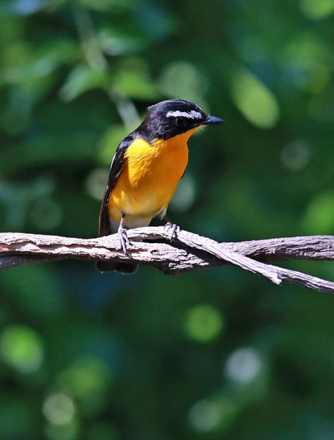 Flycatcher - Yellow-rumped Flycatcher - Ficedula zanthopygia - Bang Pu Mangrove Forest Reserve, Samut Prakan March 30, 2024 (13).jpg