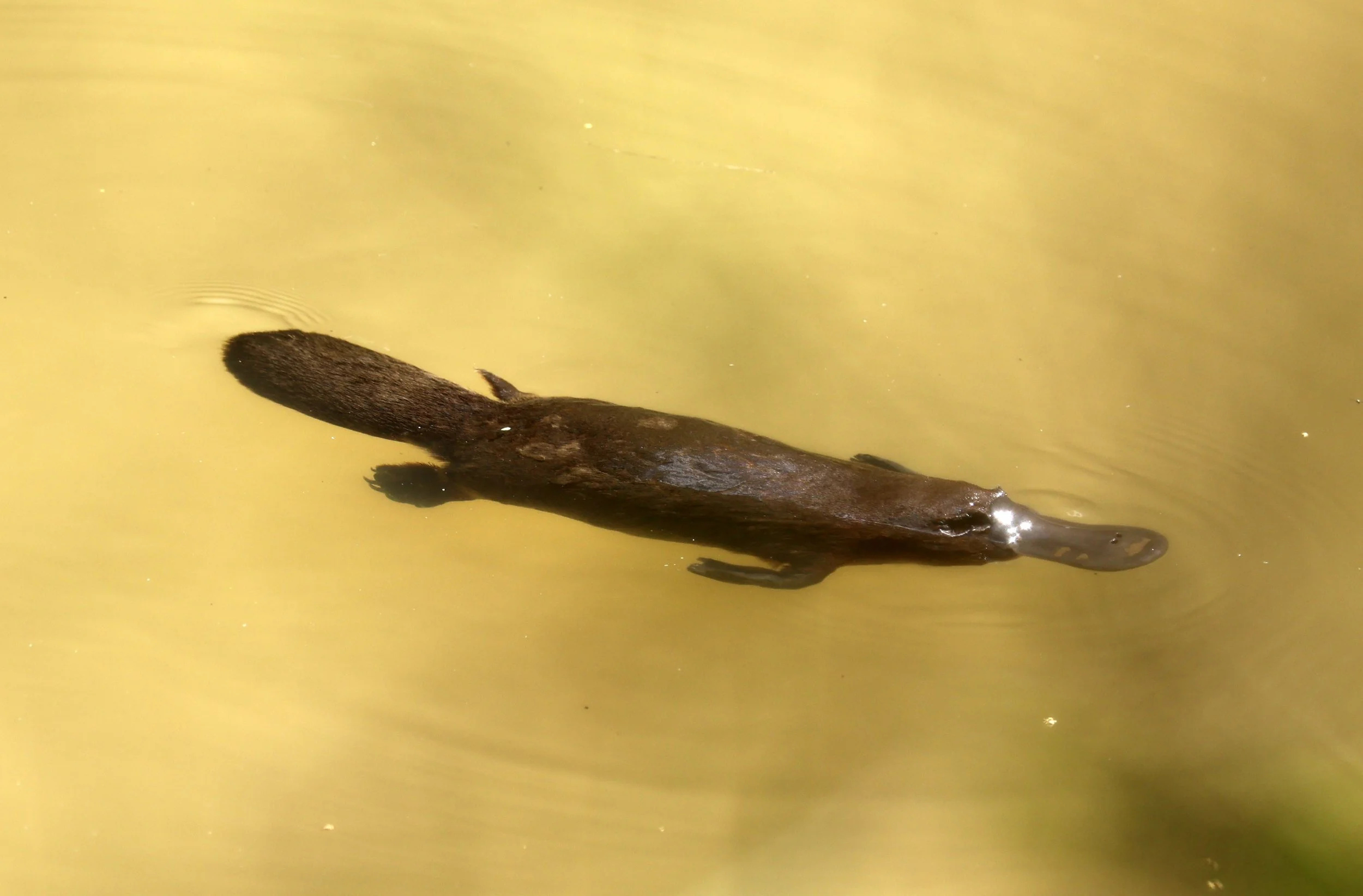 Platypus (Ornithorhynchus anatinus) Yungaburra Peterson Creek - Queensland 