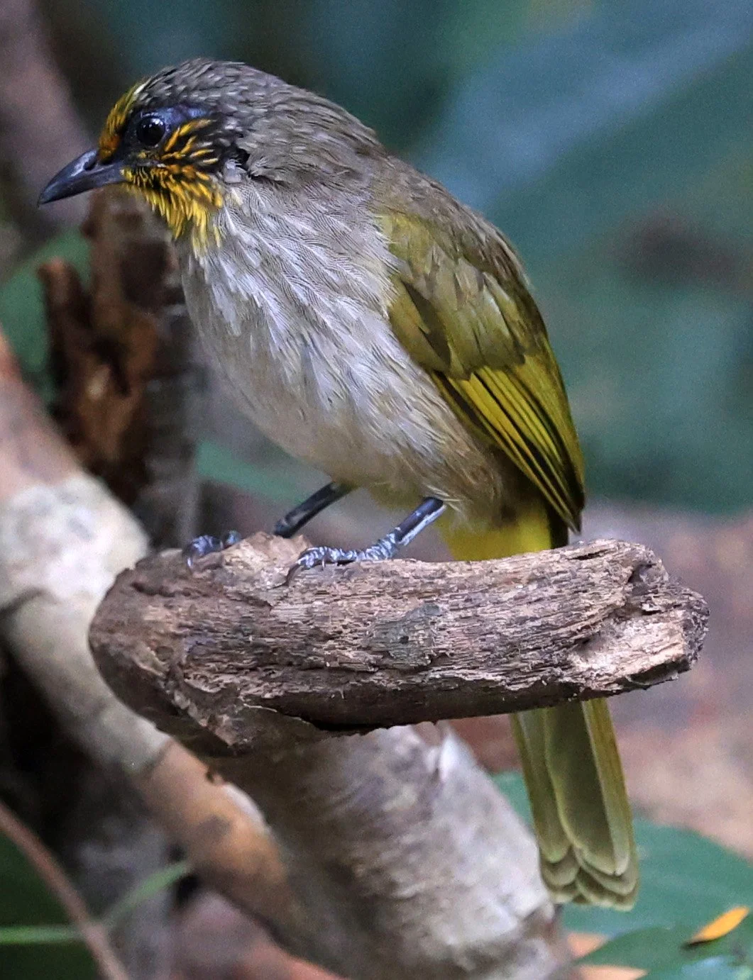 Stripe-throated Bulbul (Pycnonotus finlaysoni) Kaeng Krachan National Park ESS Expedition 2026 (11).jpg