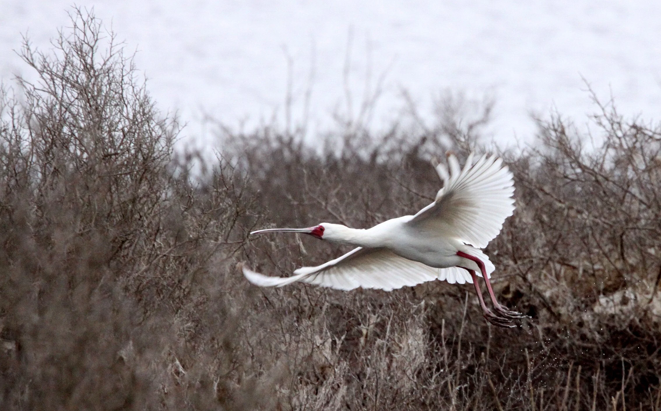 SPOONBILL - AFRICAN SPOONBILL - Platalea alba - DE HOOP RESERVE SOUTH AFRICA (13).JPG