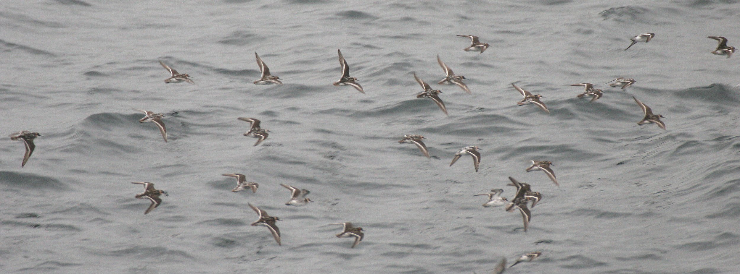 BIRD - PHALAROPES - RED-NECKED IN KURILS RUSSIA.jpg