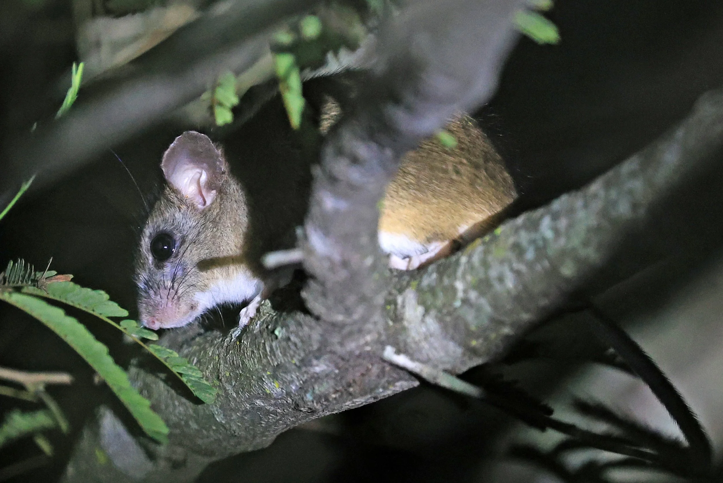 Chaco Pericote or Central Leaf-eared Mouse (Graomys chacoensis) Reserva Nueland  Selva Serena (24).jpg