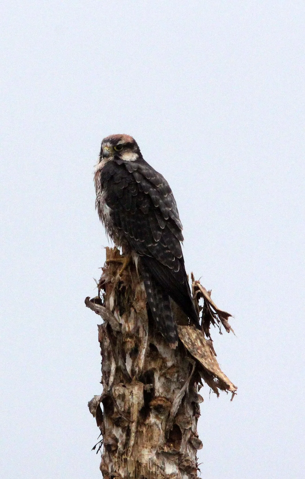 Falco biarmicus - LANNER FALCON - BALE MOUNTAINS NATIONAL PARK ETHIOPIA (40).JPG