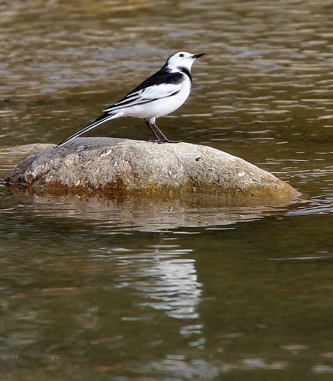 WHITE WAGTAIL - FOPING CITY SHAANXI CHINA (7).JPG