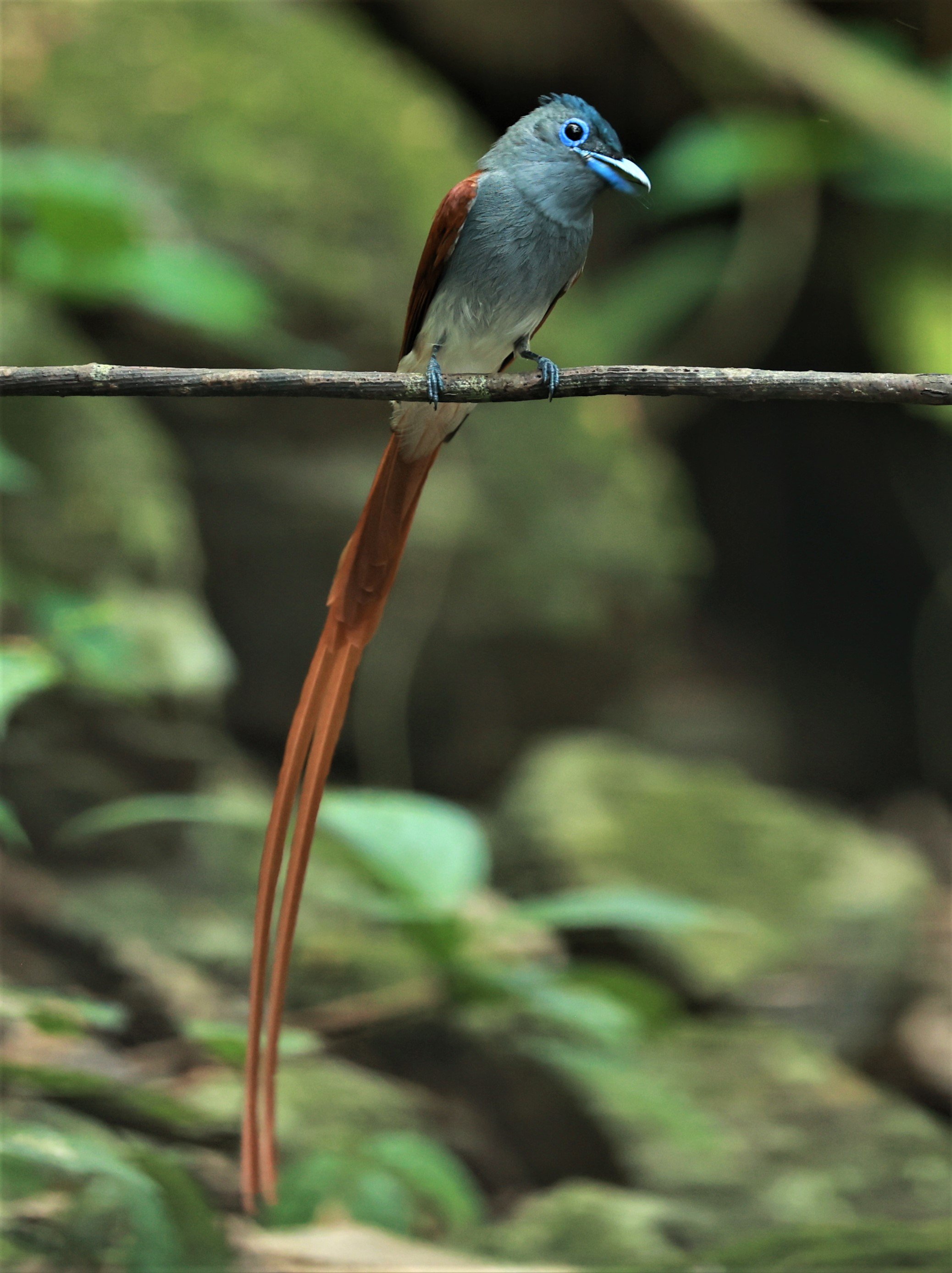 PARADISE-FLYCATCHER - BLYTH'S PARADISE-FLYCATCHER - Terpsiphone affinis - KRUNG CHING, KHAO LUANG NATIONAL PARK, THAILAND APRIL 2023 (98).jpg