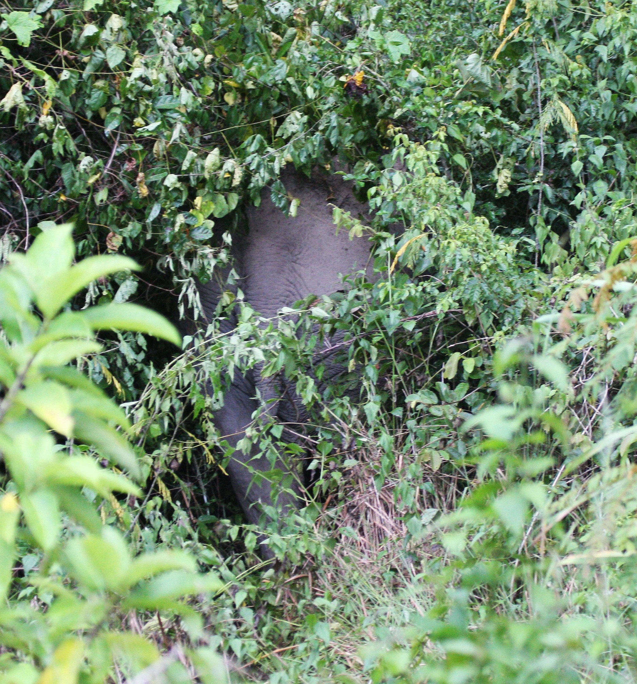 ELEPHANT - ASIAN ELEPHANT - KAENG KRACHAN NP THAILAND.JPG