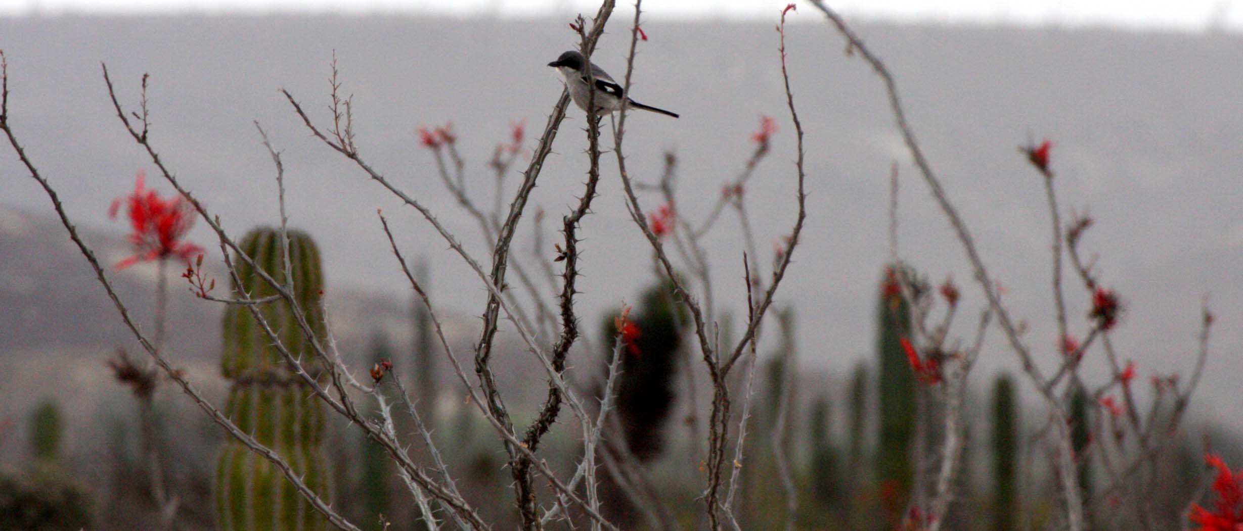 Loggerhead Shrike (Lanius ludovicianus) San Ignacio Lagoon Baja Mexico (3).JPG