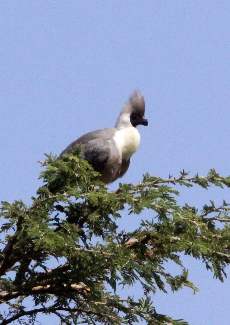 Bare-faced Go-away-bird (Crinifer personatus) Masai Mara National Park Kenya (1).JPG