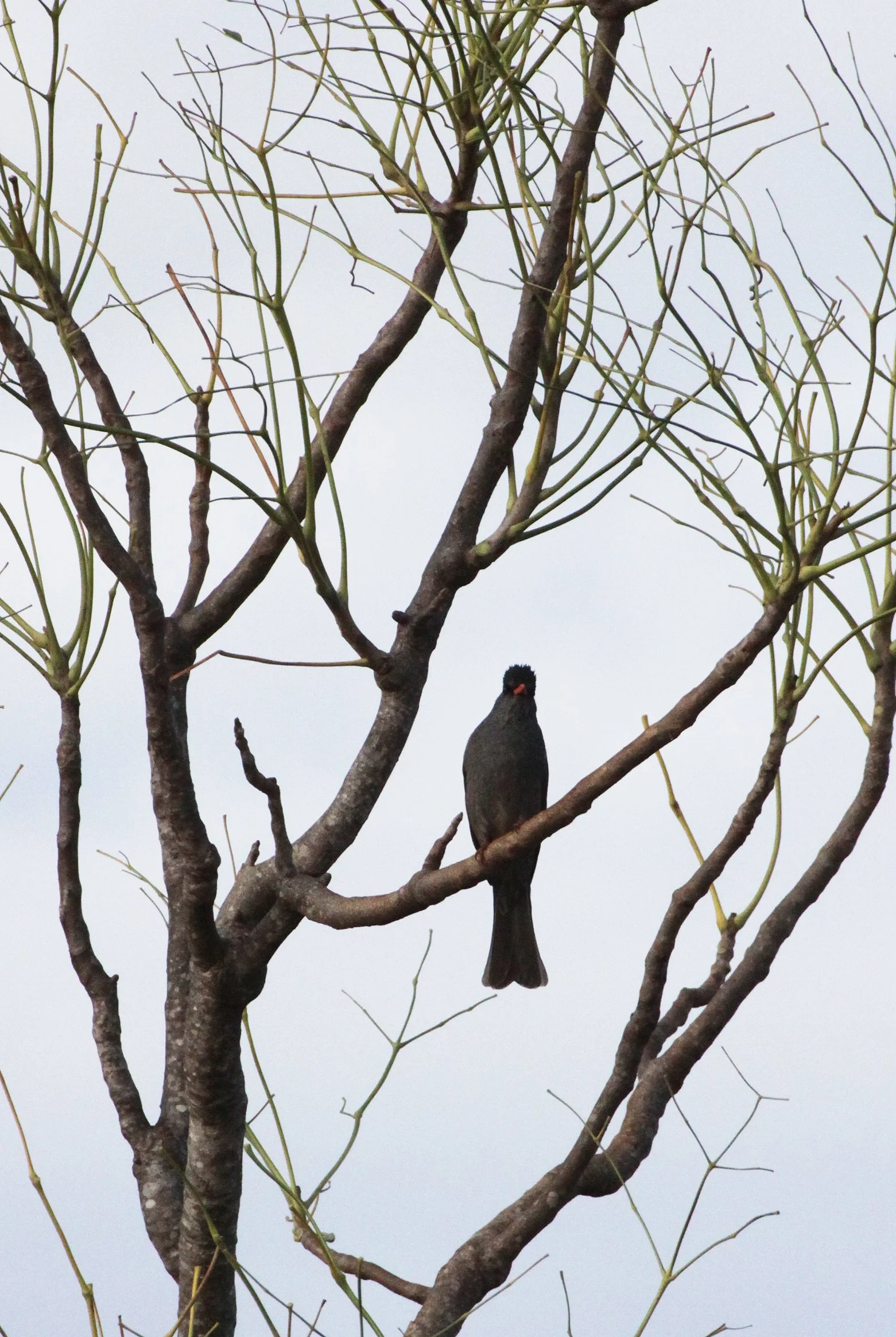BULBUL - MADAGASCAR BULBUL - Hypsipetes madagascariensis - BERENTY RESERVE MADAGASCAR (2).JPG