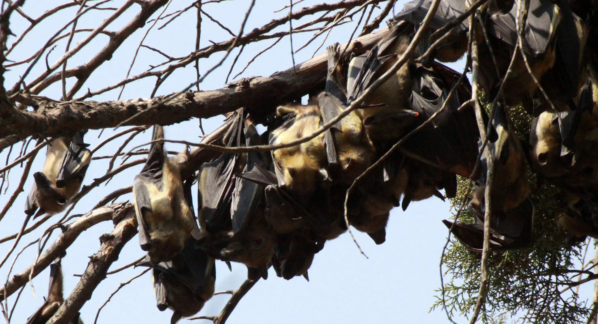 Eidolon helvum - STRAW-COLORED FRUIT BAT - EIDOLON HELVUM - KIGALE RWANDA (21).JPG
