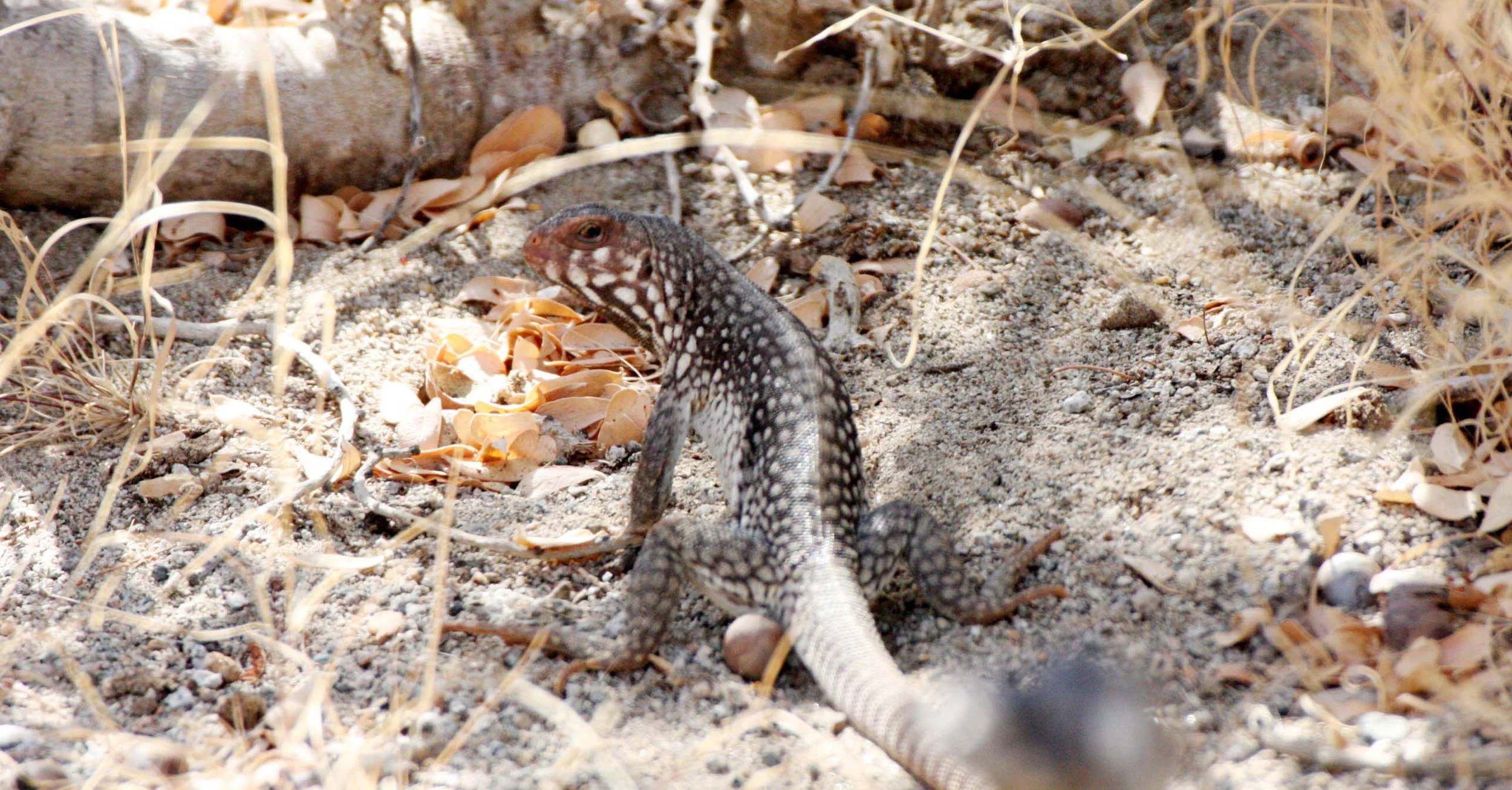 Dipsosaurus catalinensis - CATALINA ISLAND DESERT IGUANA - ISLA SANTA CATALINA BAJA MEXICO  (17).JPG