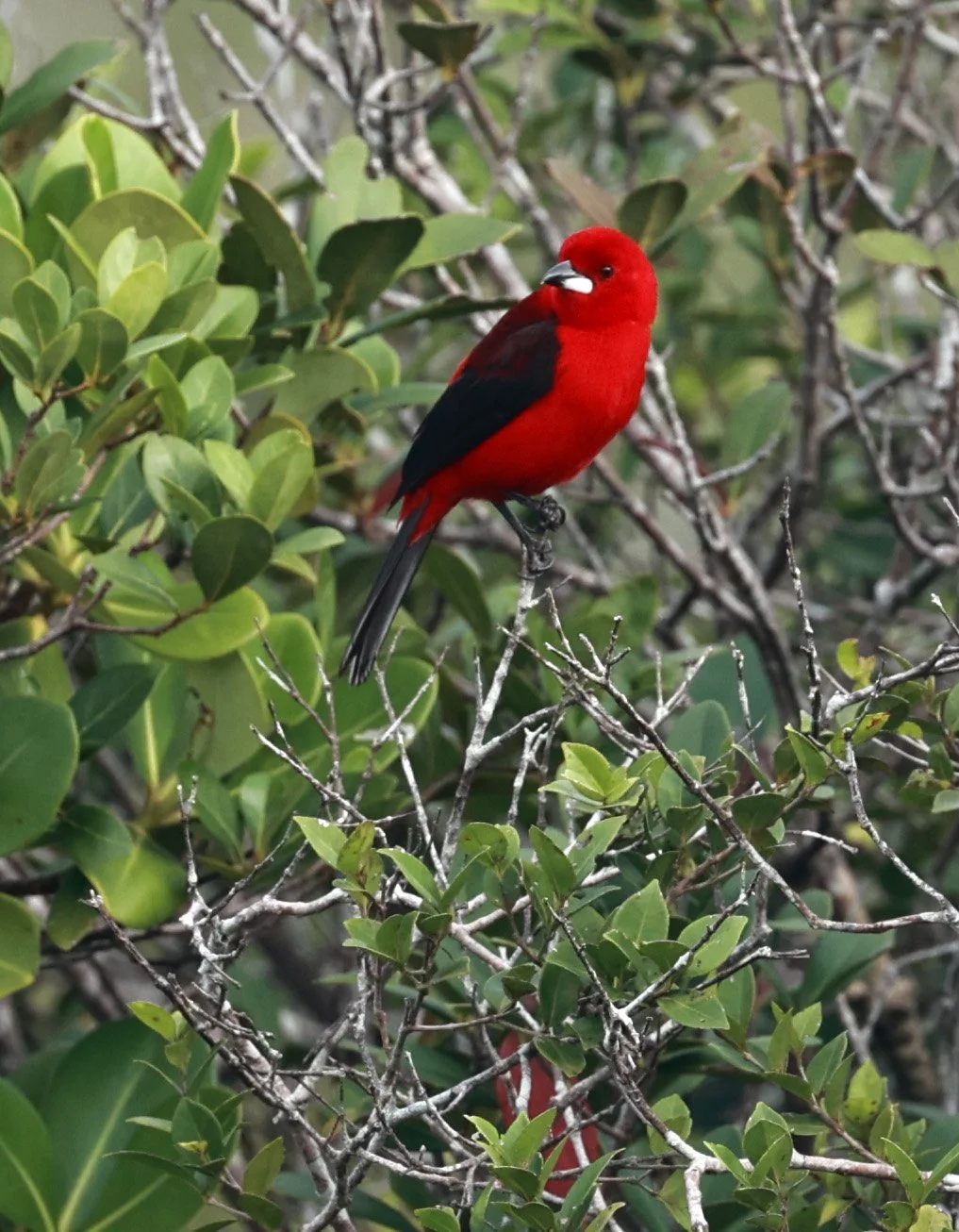 Brazilian tanager (Ramphocelus bresilia) Superagüi National Park, Brazil (8).jpg