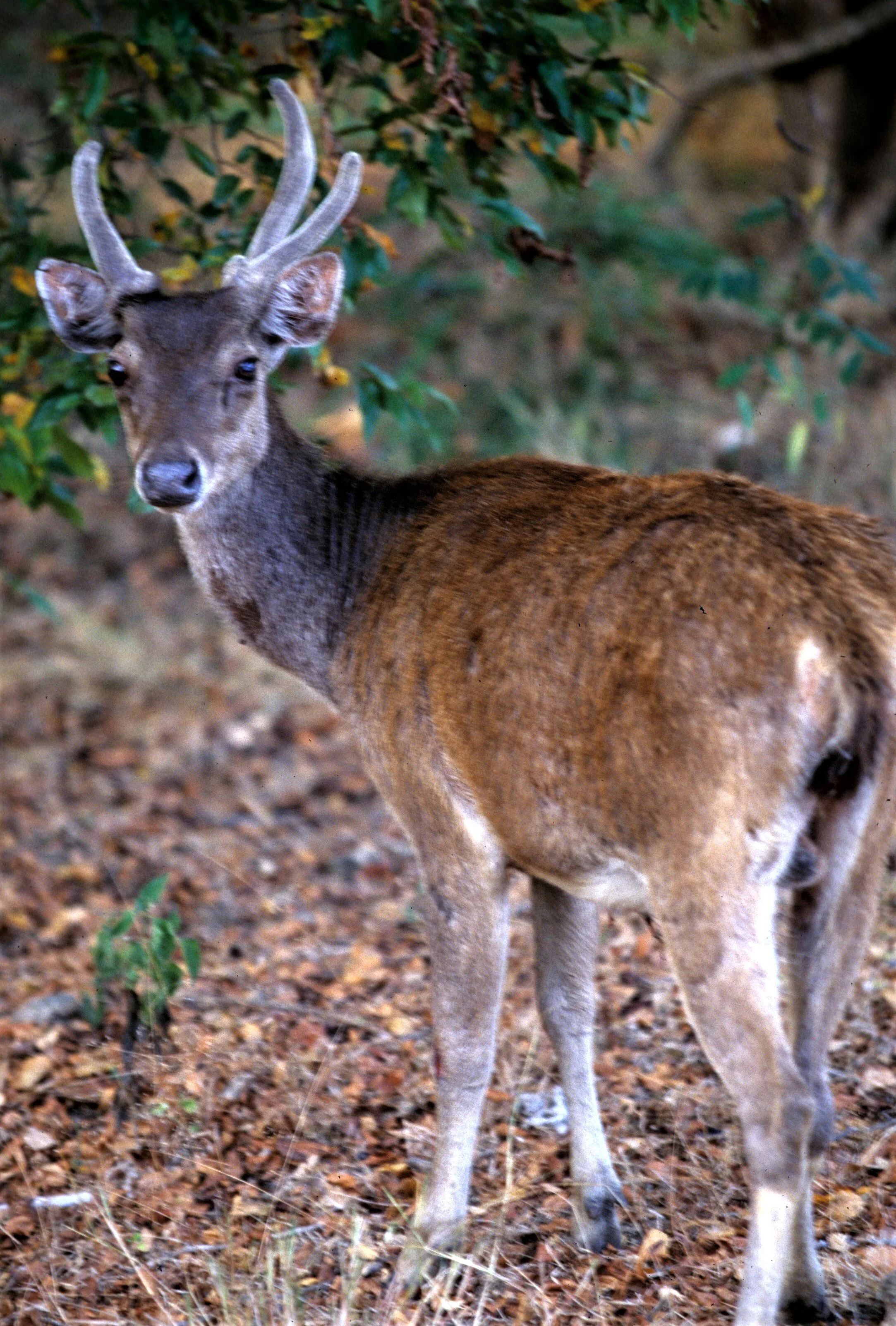 Cervo Rusa Genus Rusa — Coke Smith Wildlife