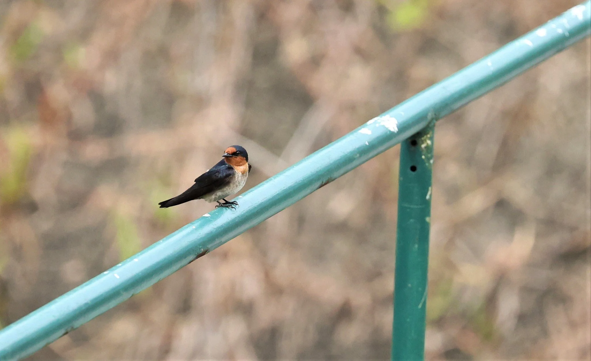 Pacific Swallow (Hirundo tahitica) Hala Bala NWS Thailand (1).jpg