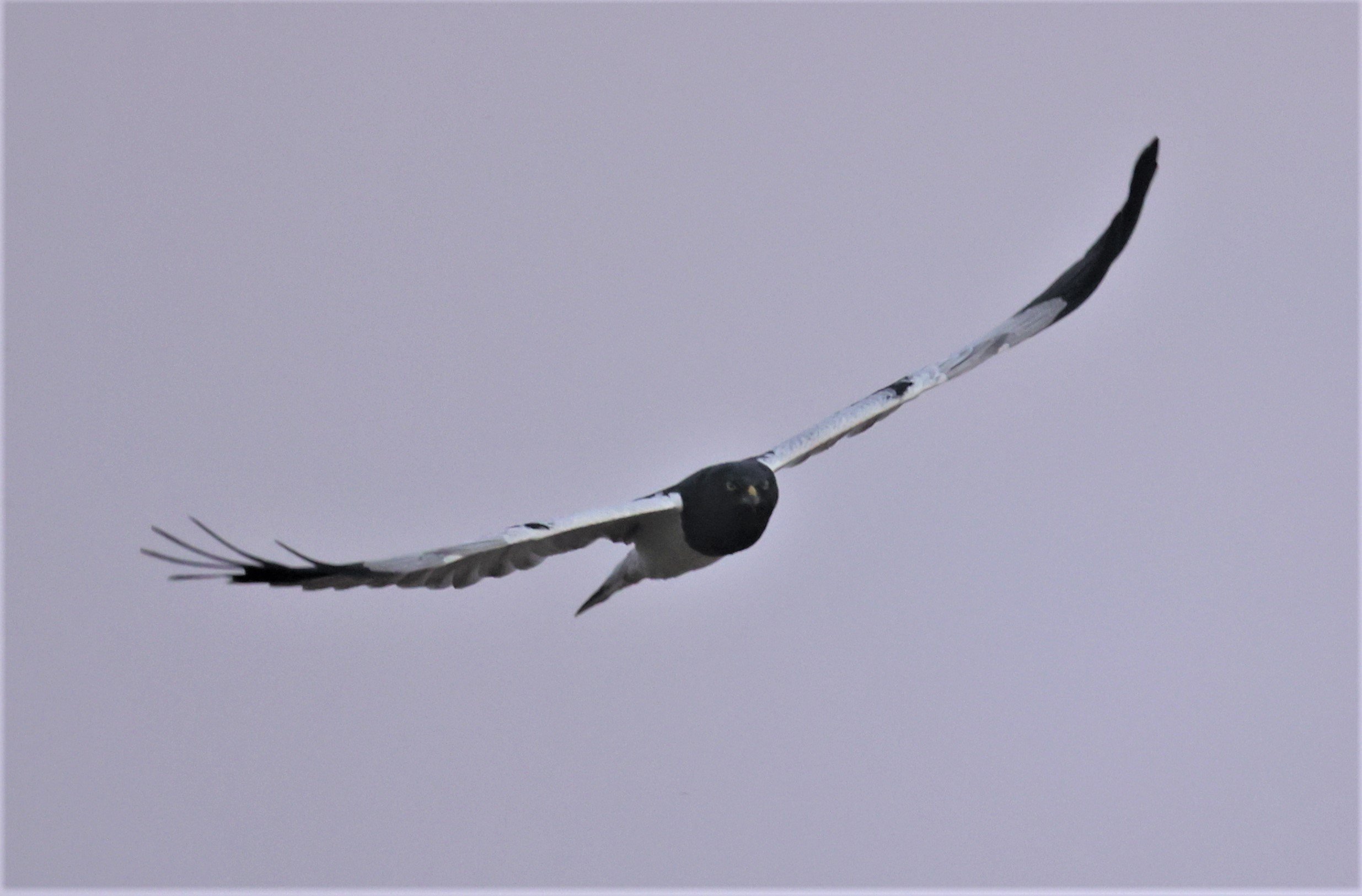 HARRIER - PIED HARRIER - Circus melanoleucos - YONOK CHIANG SAEN CHIANG RAI - ROOST (60).JPG