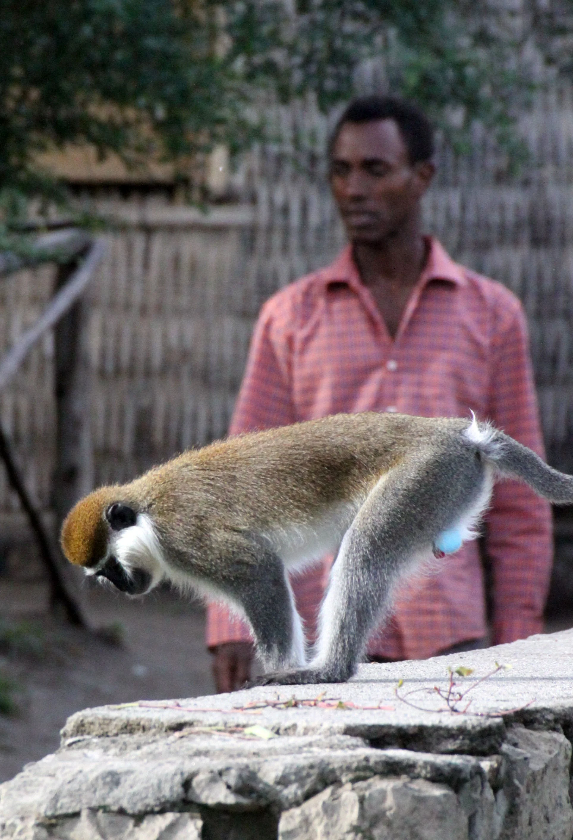 CERCOPITHECIDAE - Chlorocebus aethiops - GRIVET MONKEY - LAKE AWASSA ETHIOPIA (33).JPG