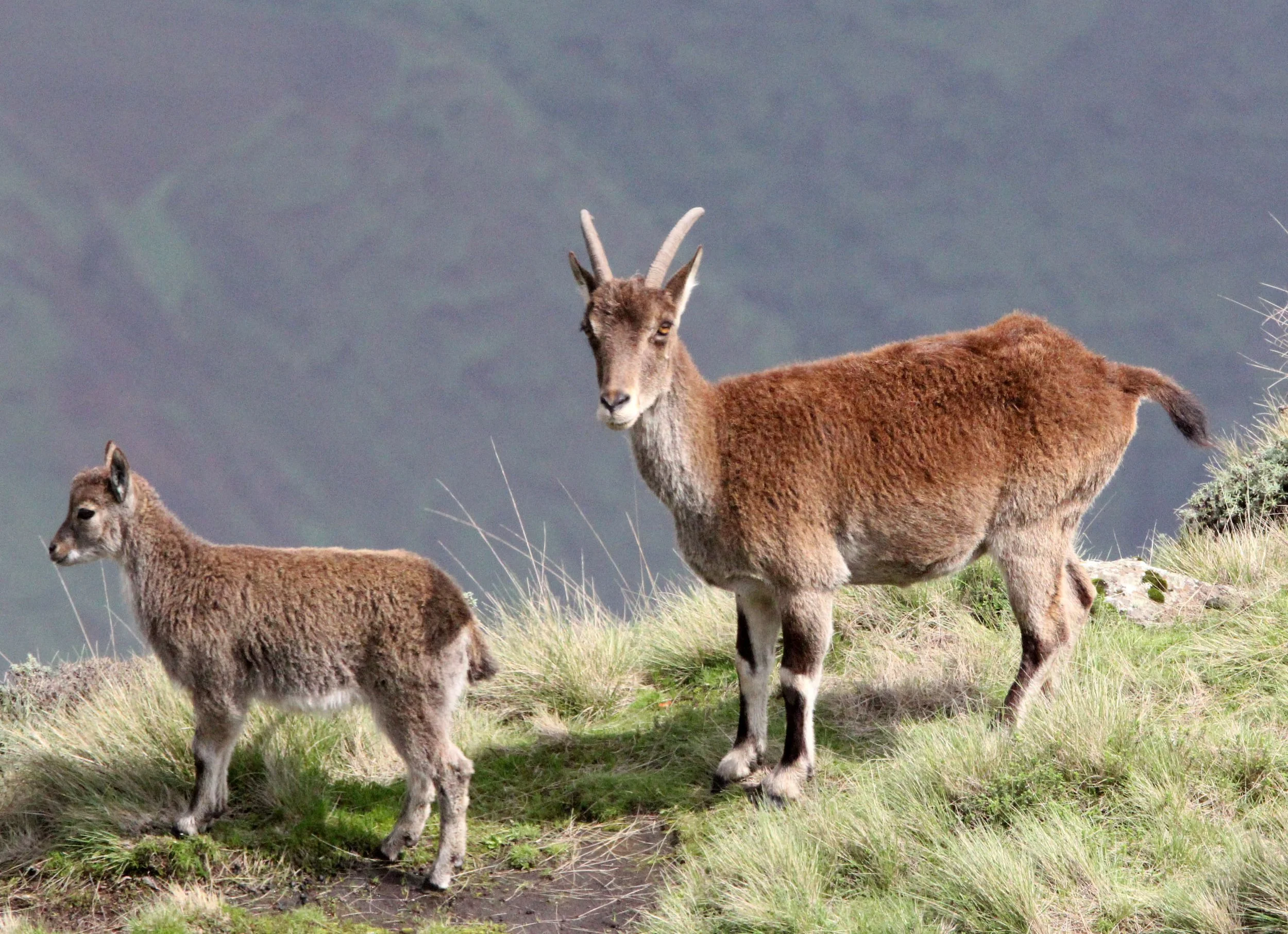 IBEX - WALIA IBEX - Capra walie - SIMIEN MOUNTAINS NATIONAL PARK ETHIOPIA (126).JPG