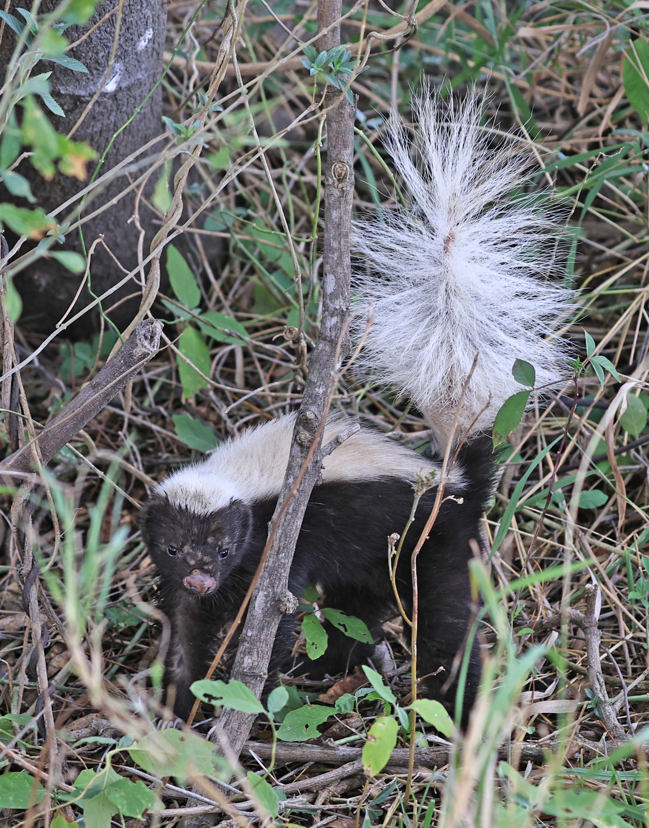 Molina's Hog-nosed Skunk (Conepatus chinga) Estancia Campo'i Paraguay  (9).jpg