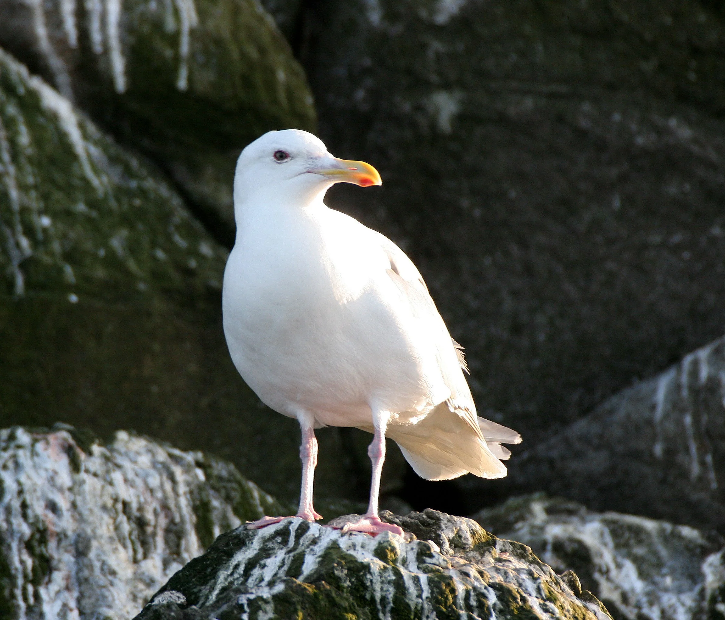 BIRD - GULL - GLAUCOUS GULL - COMMANDER ISLAND SUBSPECIES.jpg