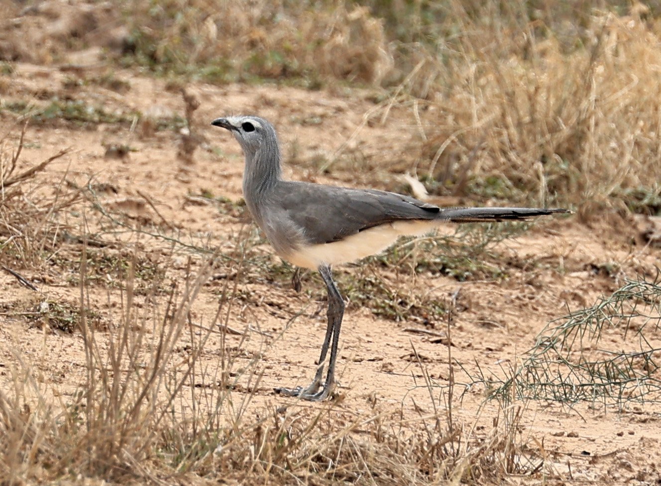 Black-legged Seriema (Chunga burmeisteri) Agua Dulce Paraguay (7).jpg