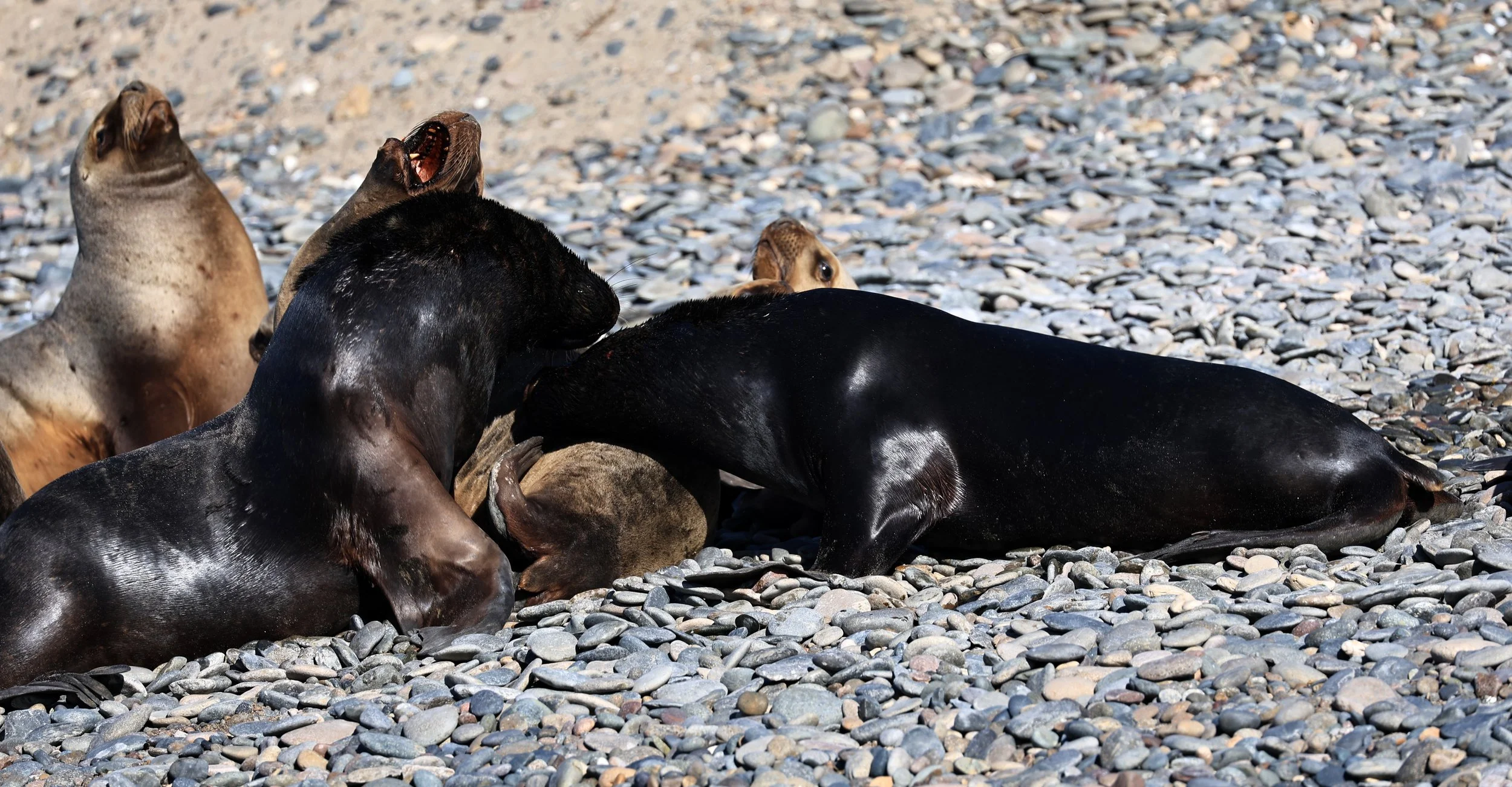 South American Sea Lion (Otaria flavescens) Puerto Rawson Argentina (10).jpg