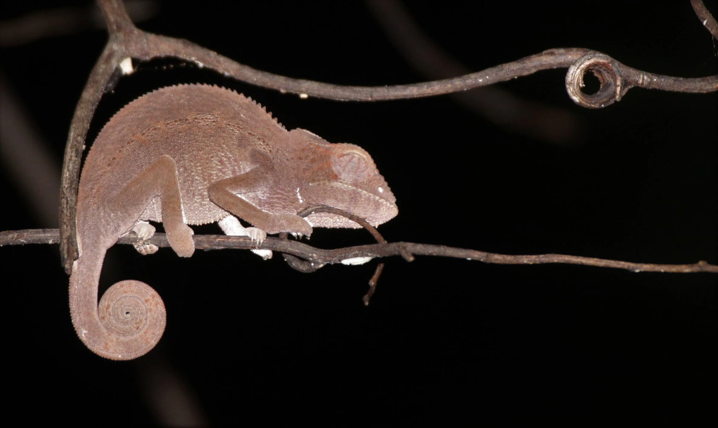 Furcifer pardalis - PANTHER CHAMELEON - ANKARANA NATIONAL PARK MADAGASCAR.JPG