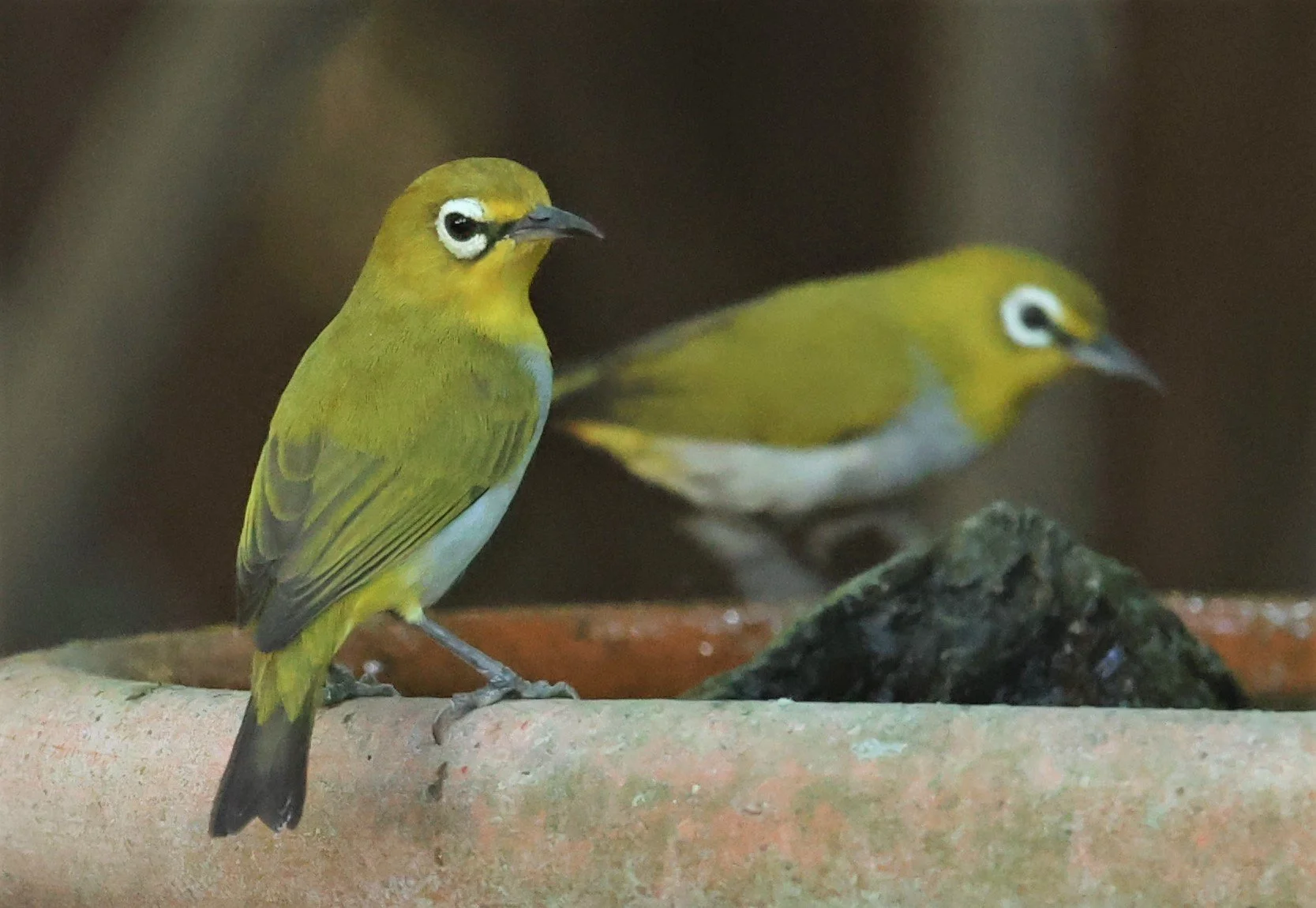 Swinhoe's White-eye (Zosterops simplex) Bang Pu Recreational Park & Mangrove Forest (68).jpg