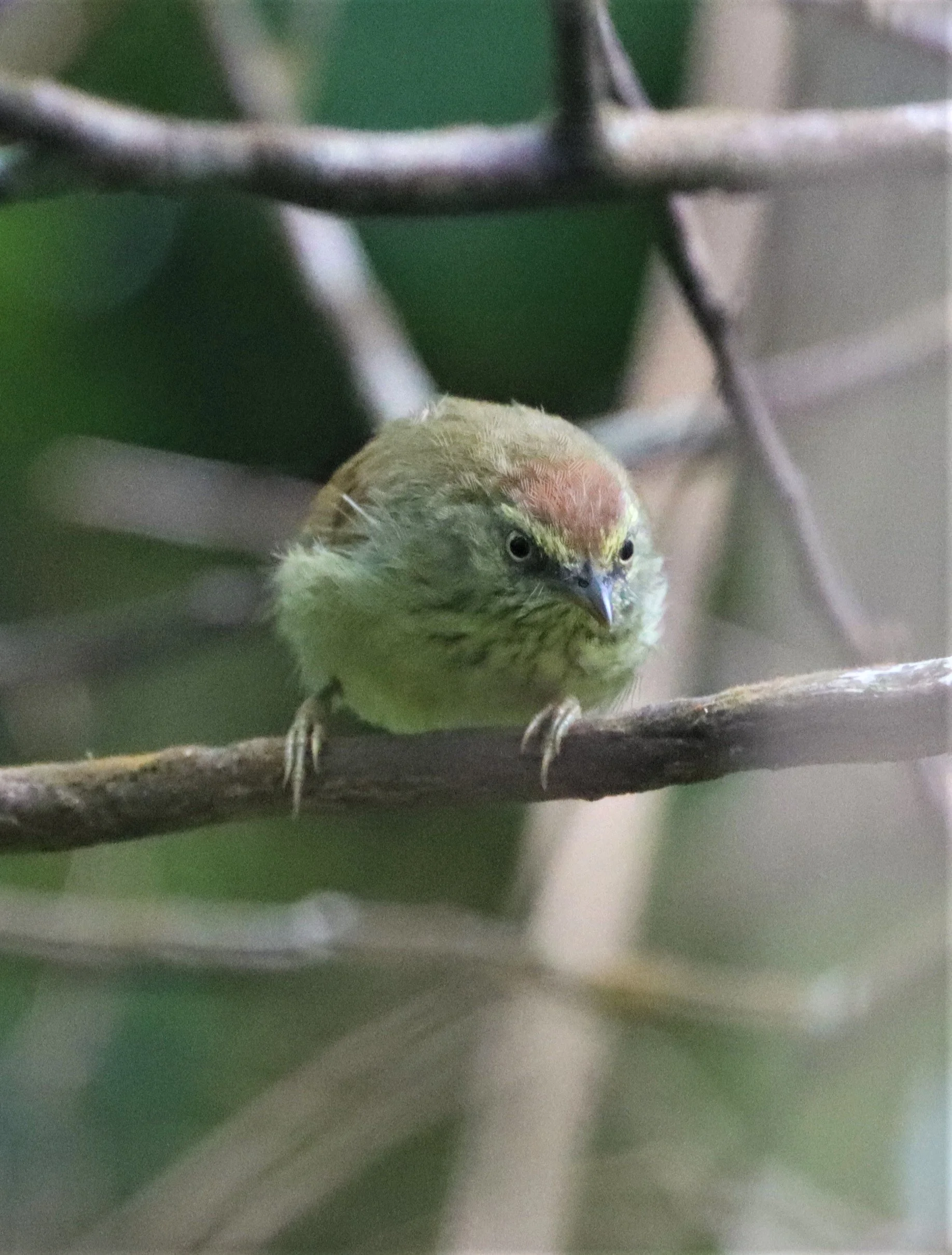 TIT-BABBLER - PIN-STRIPED TIT-BABBLER - Mixornis gularis - KHAO RAMROM GARDEN NAKHON SI THAMMARAT (6).jpg
