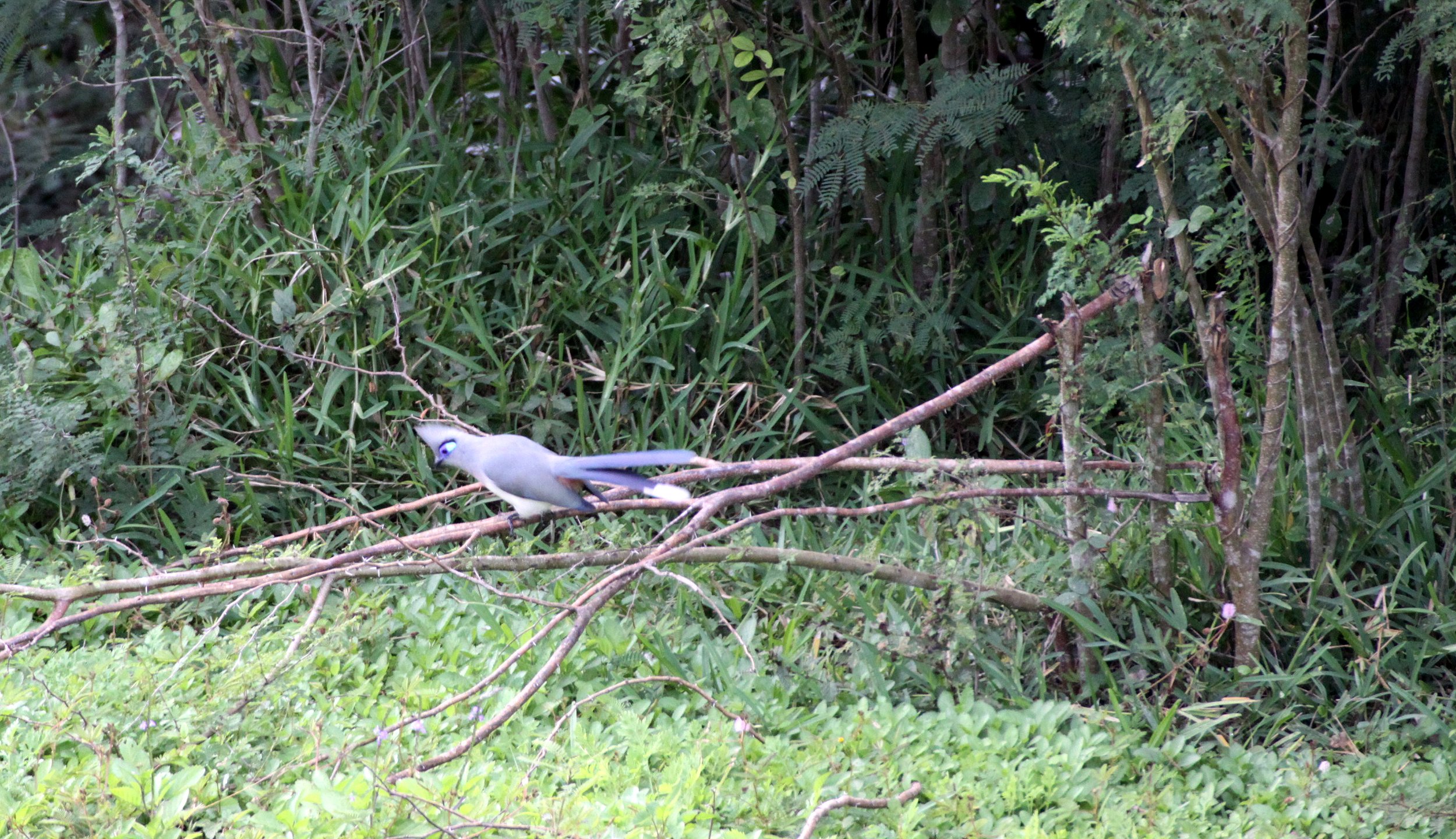 Crested Coua (Coua cristata) Andohahela NP Madagascar.JPG