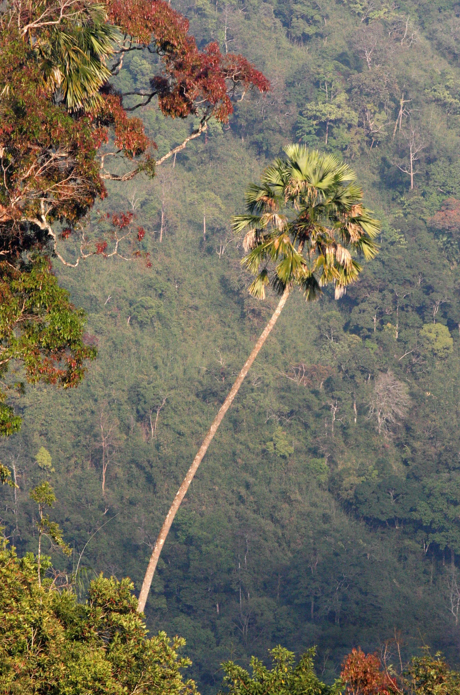 KAENG KRACHAN NATIONAL PARK THAILAND - FOREST SCENES (8).JPG