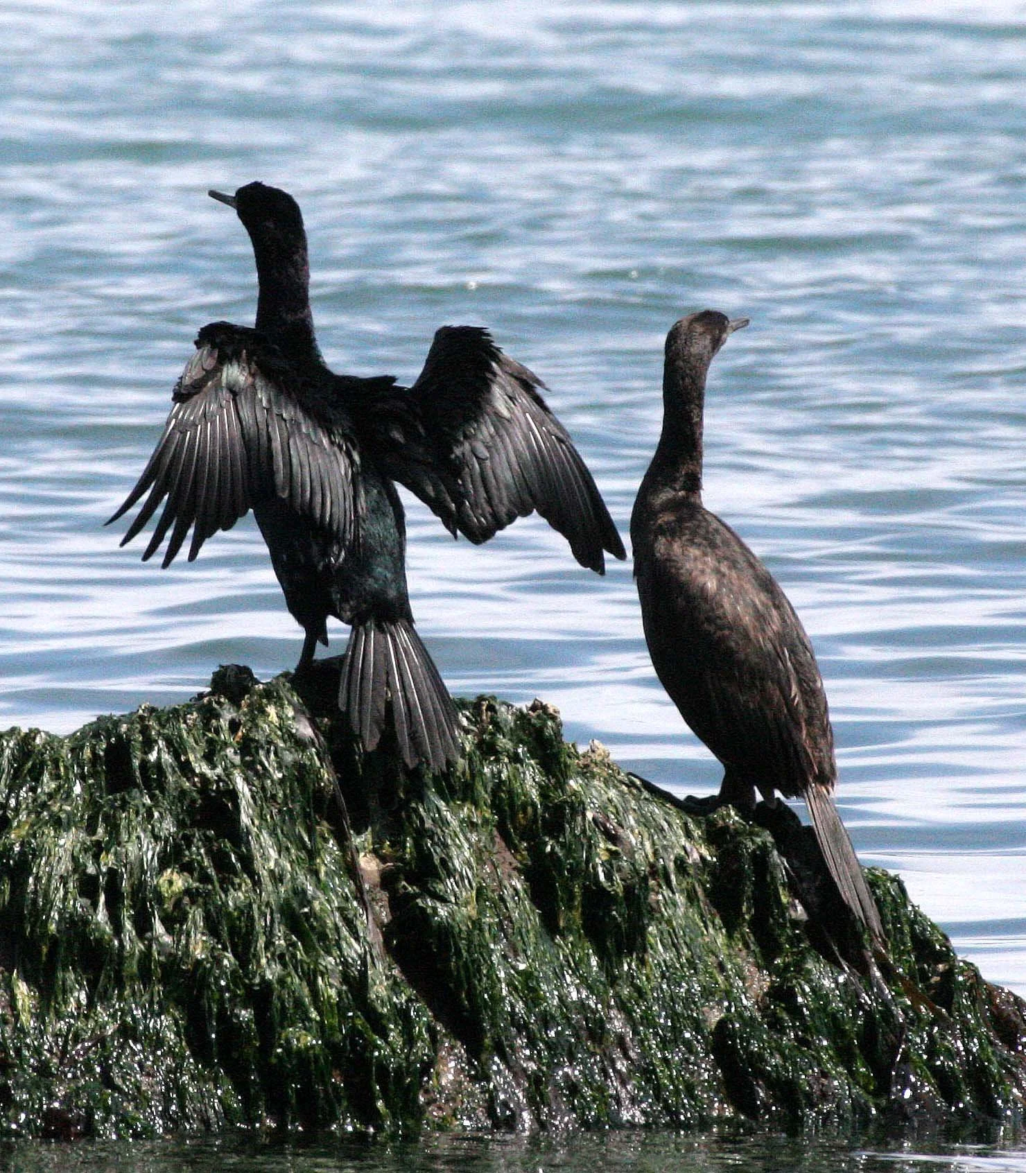 Urile pelagicus - Pelagic Cormorant - Port Angeles & Strait of Juan de Fuca Washington (5).JPG
