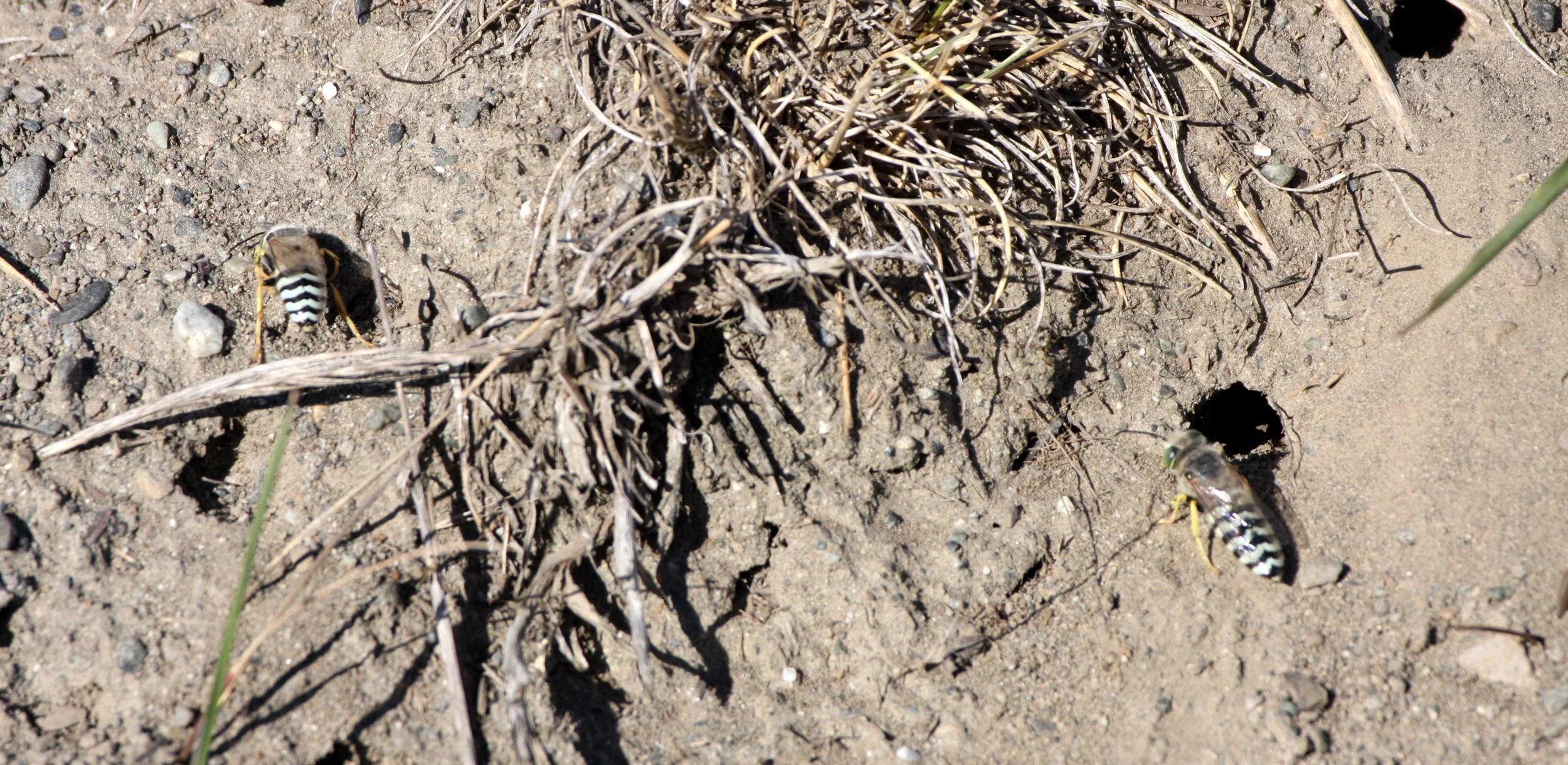INVERT - HYMENTOPTERA - WASP - SAND WASP - SEQUIM BAY WA.JPG