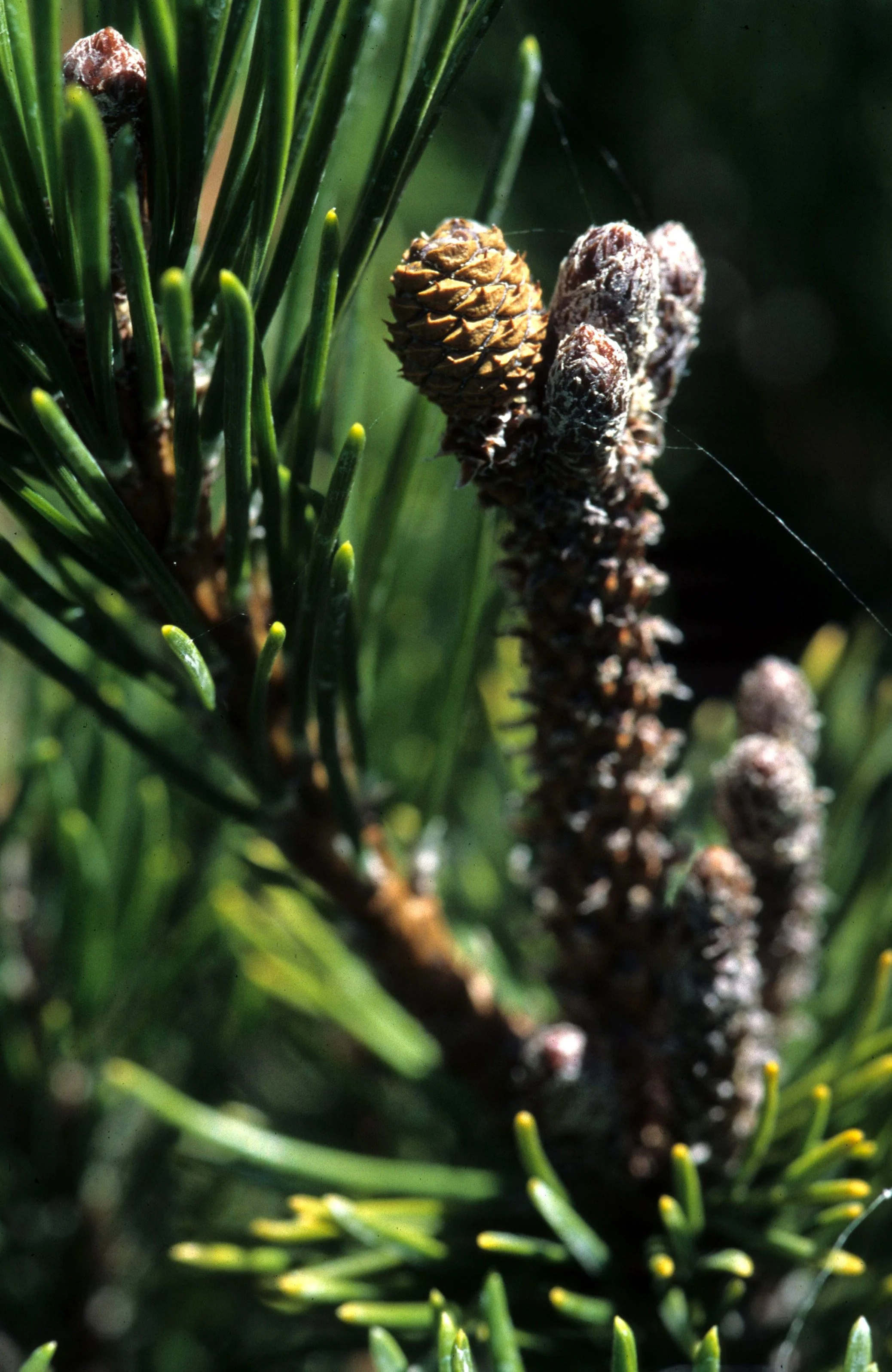 CALIFORNIA - SIERRA - PINUS SPECIES (2).jpg