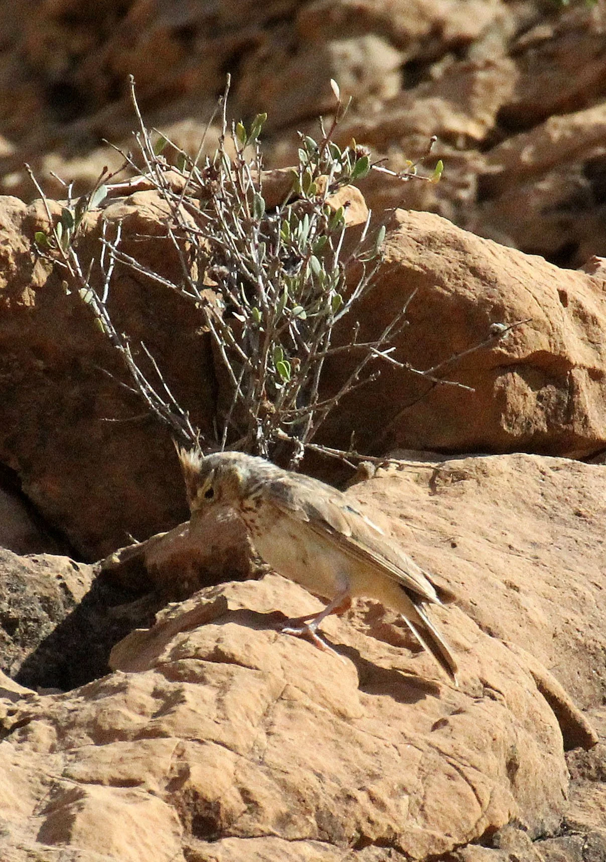 Thekla's Lark (Galerida theklae) Bouhedma NP Tunisia (1).JPG
