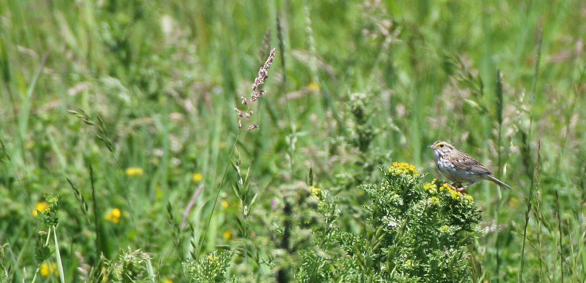 Savannah Sparrow (Passerculus sandwichensis) Ridgefield NWR Washington (5).JPG
